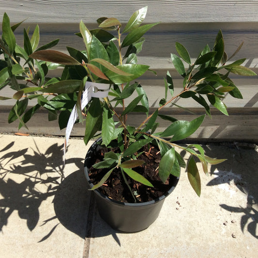 Callistemon