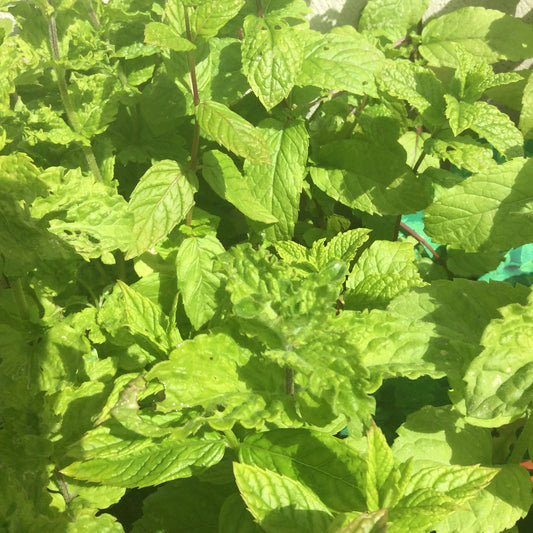 Mint Garden 1L