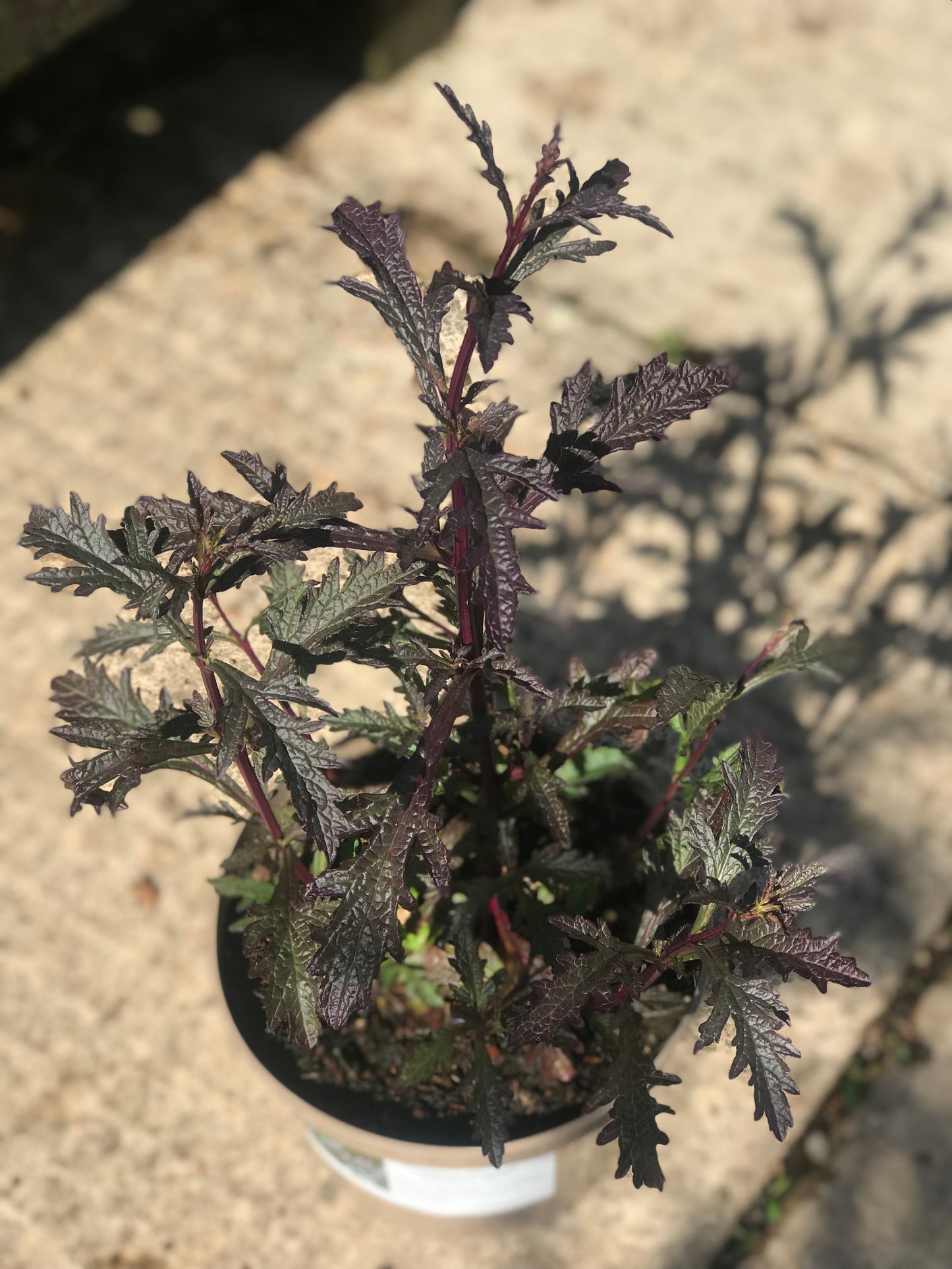 Verbena officinalis v. grandiflora Bampton 2L