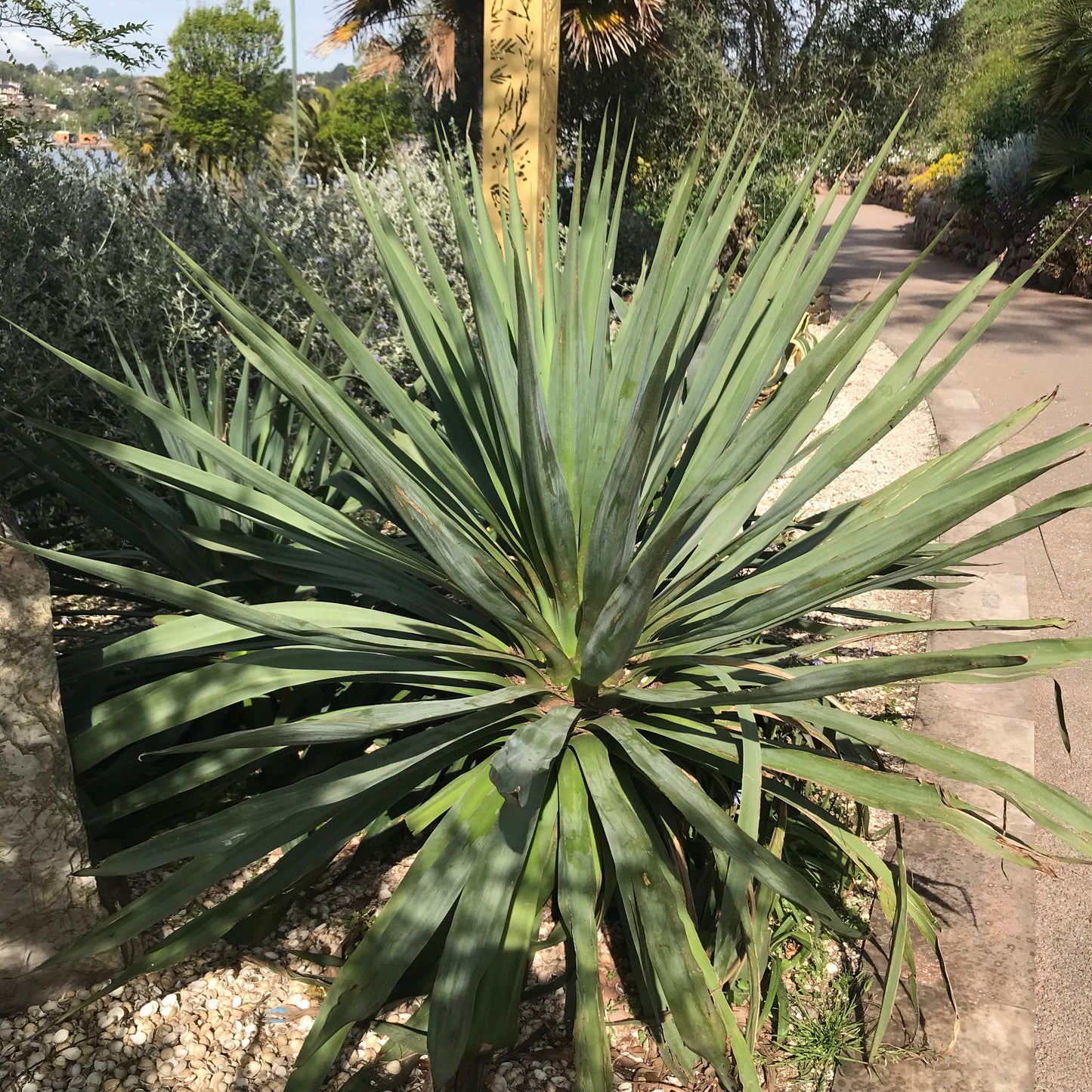 Furcraea Longaeva Succulent (like Agave Yucca)