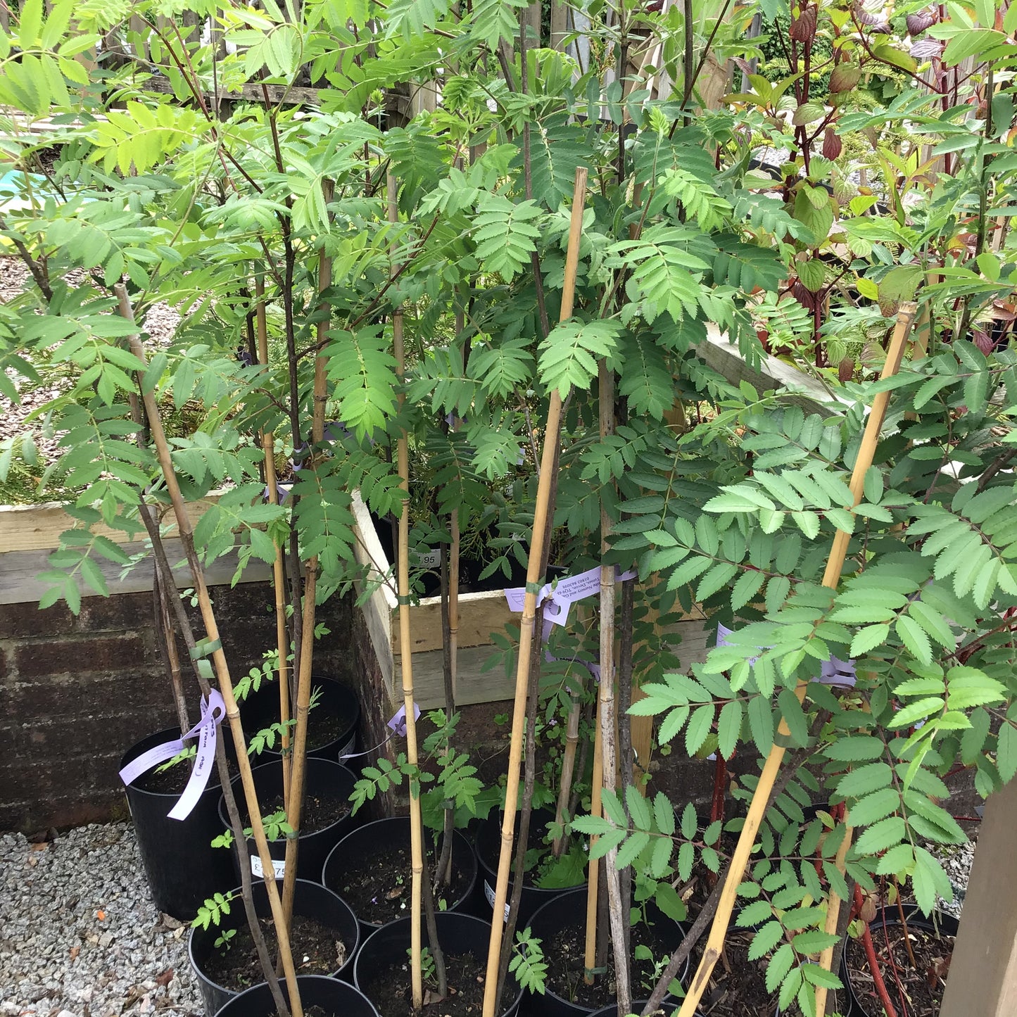 Sorbus aucuparia 7L - Mountain Ash