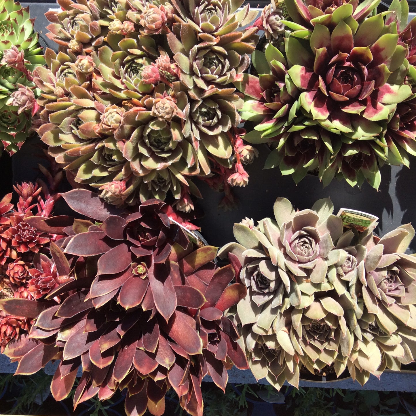 Sempervivum Succulent - Houseleeks