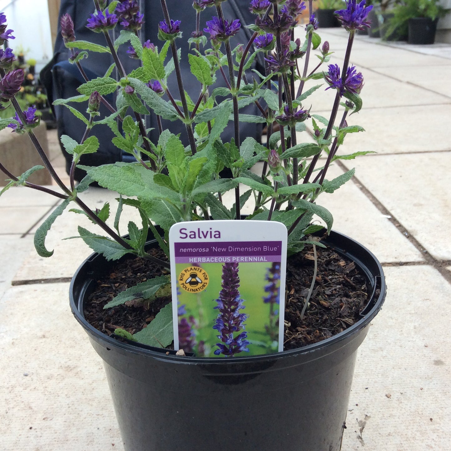 Salvia ‘New Dimension Blue & Rose 2L