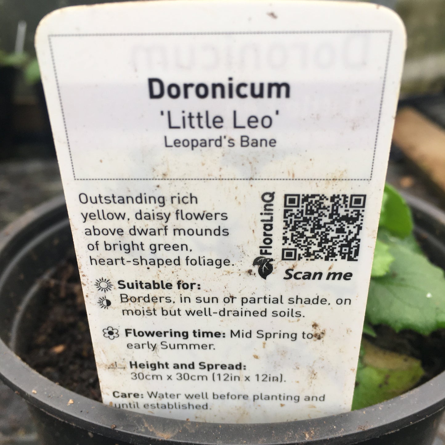 Doronicum - Little Leo