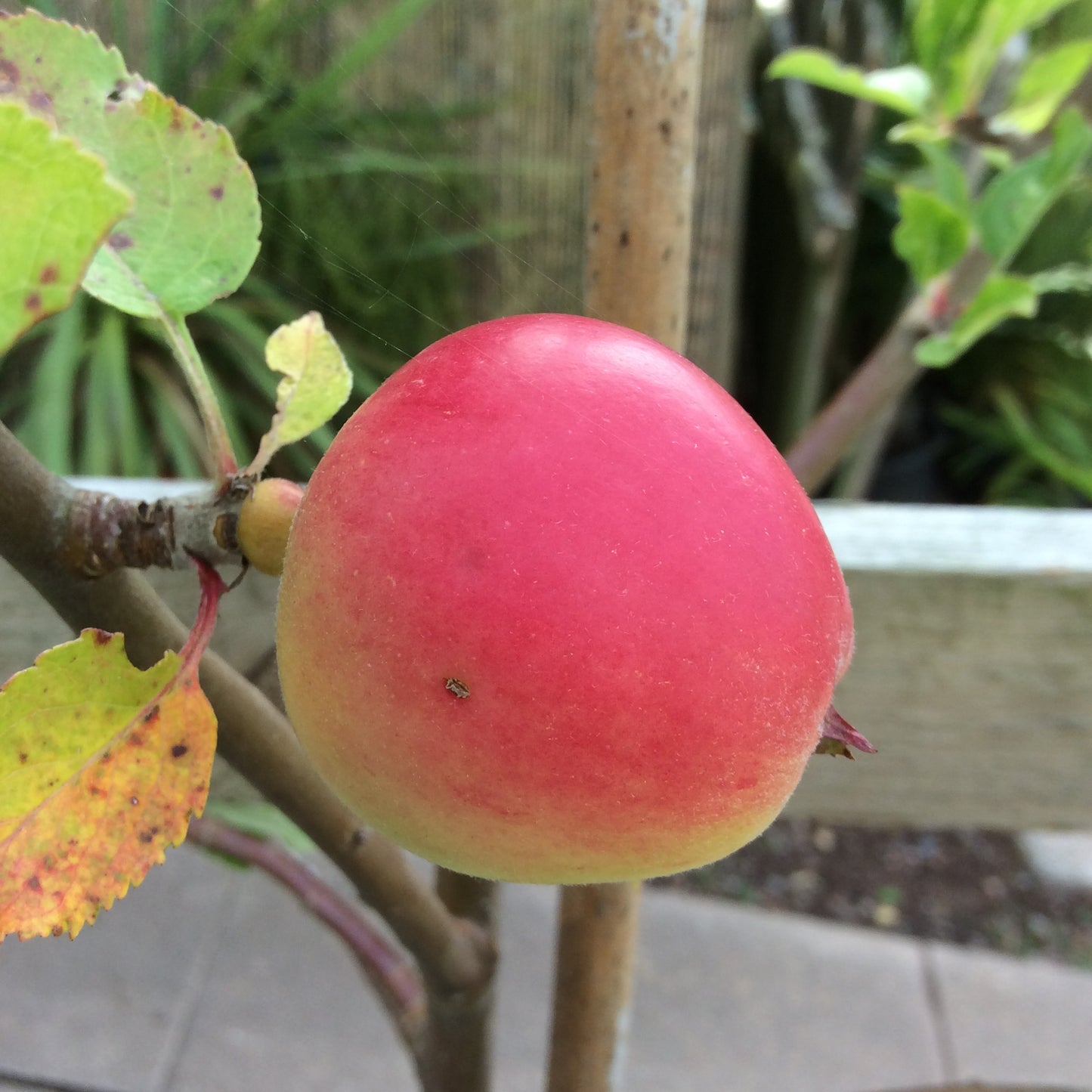 Apple Red Devil - Malus Red Devil