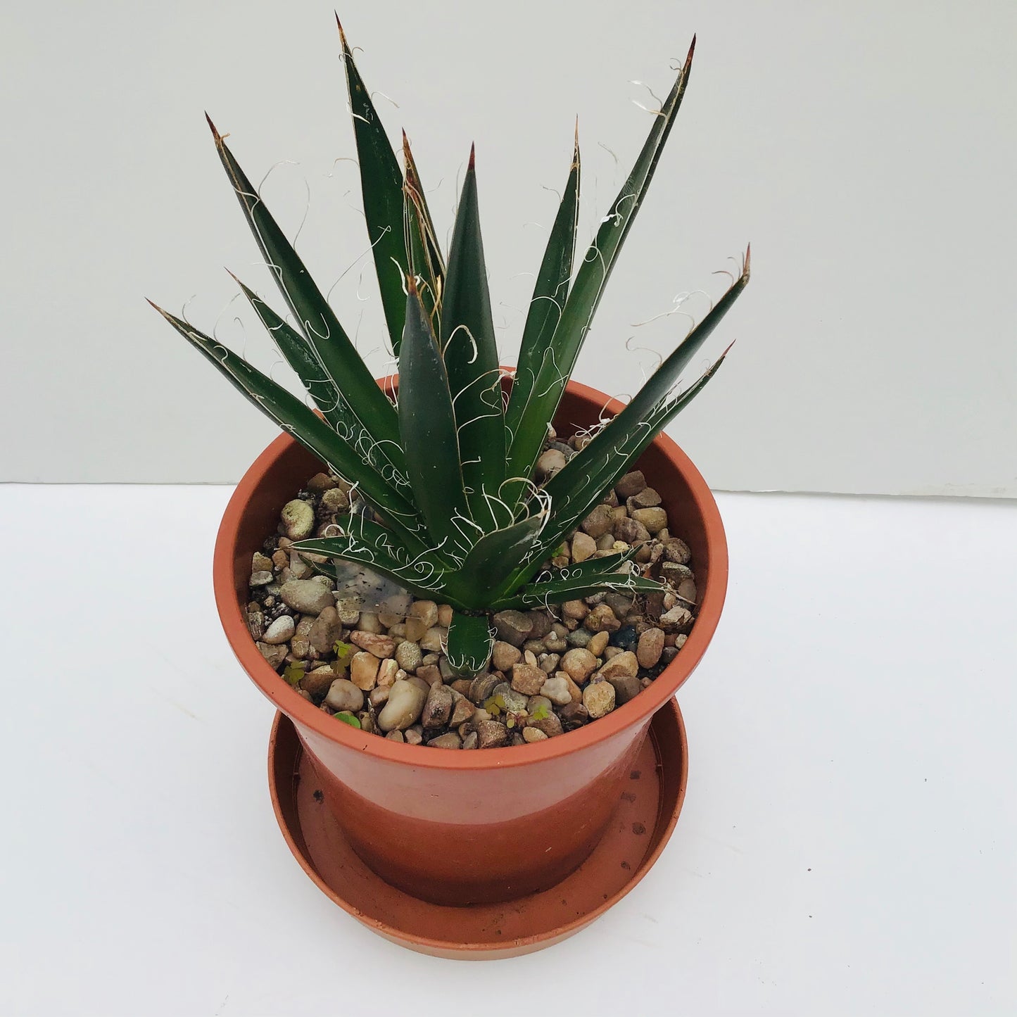 Agave filifera - thread agave