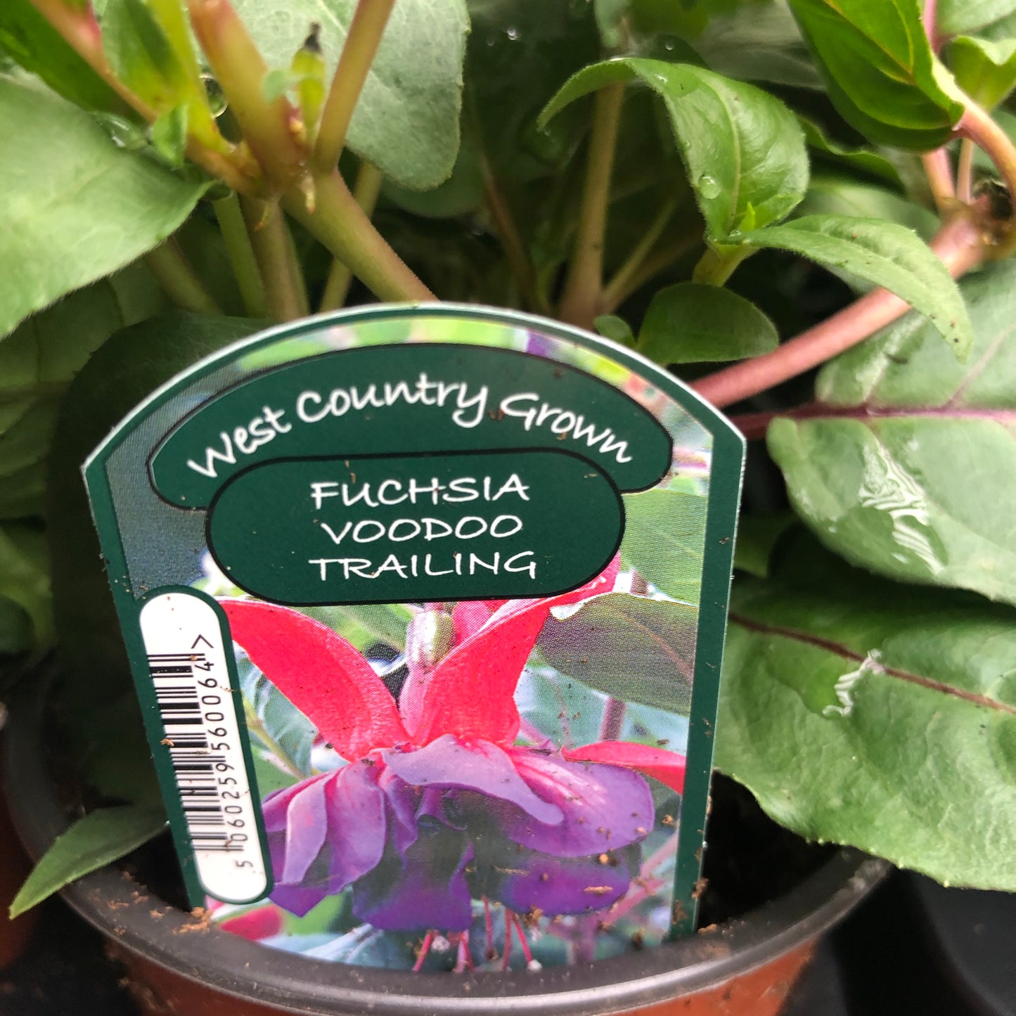 Fuchsia - Upright & Trailing 1L