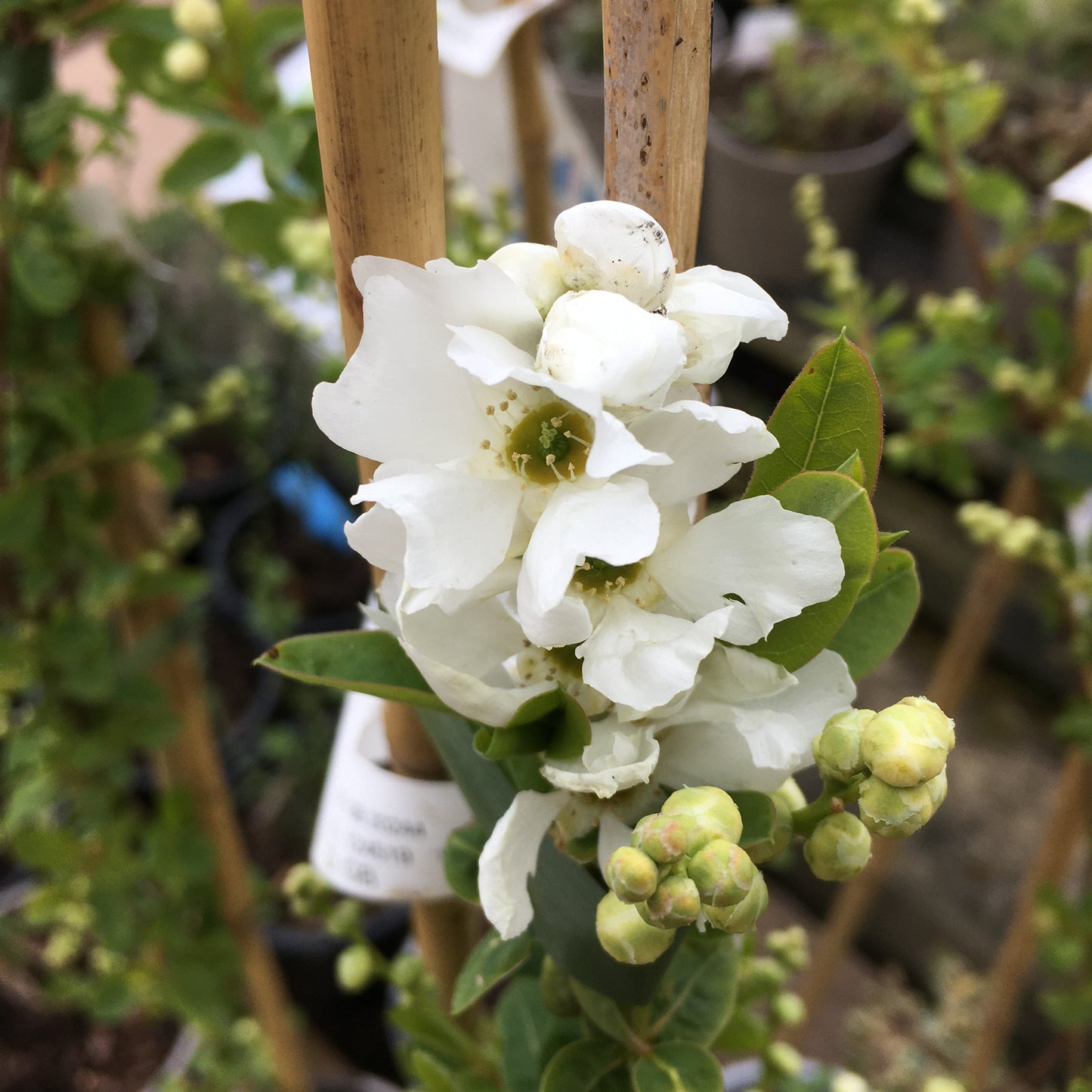 Exochorda