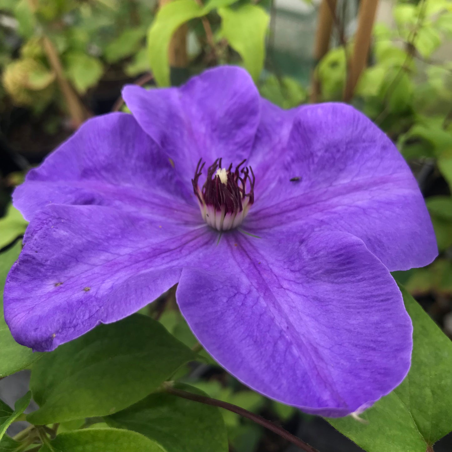 Clematis Elsa Spath 3L
