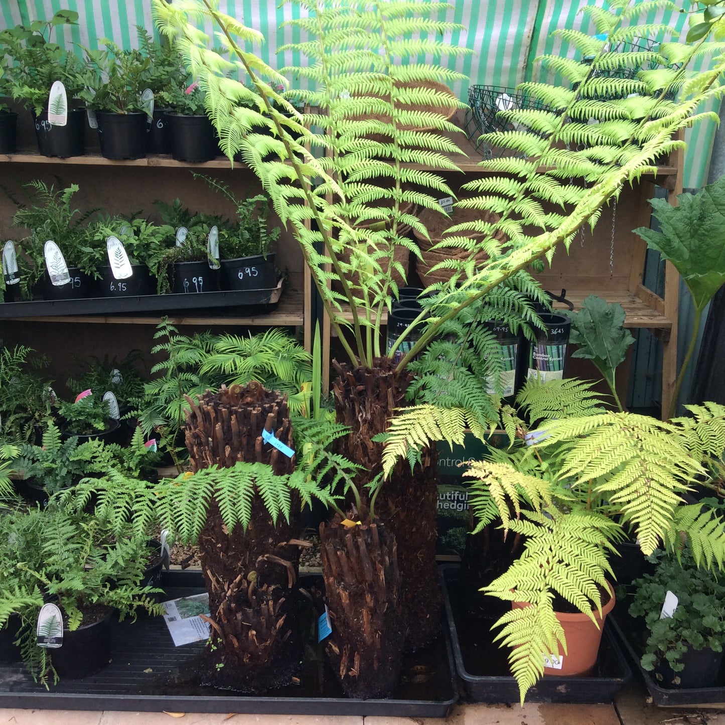 Tree Fern - Dickensonia antarctica