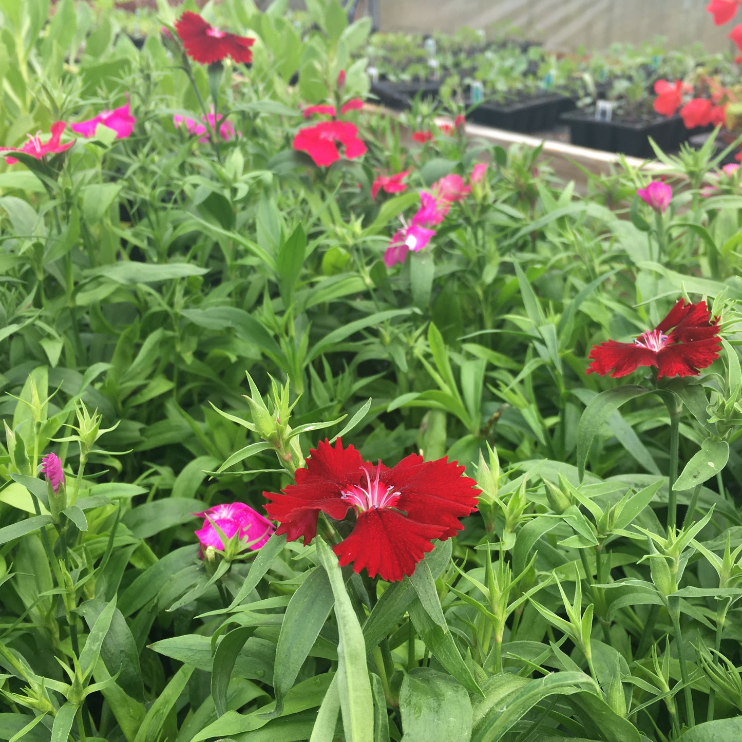 Dianthus Festival Mixed 6 pack