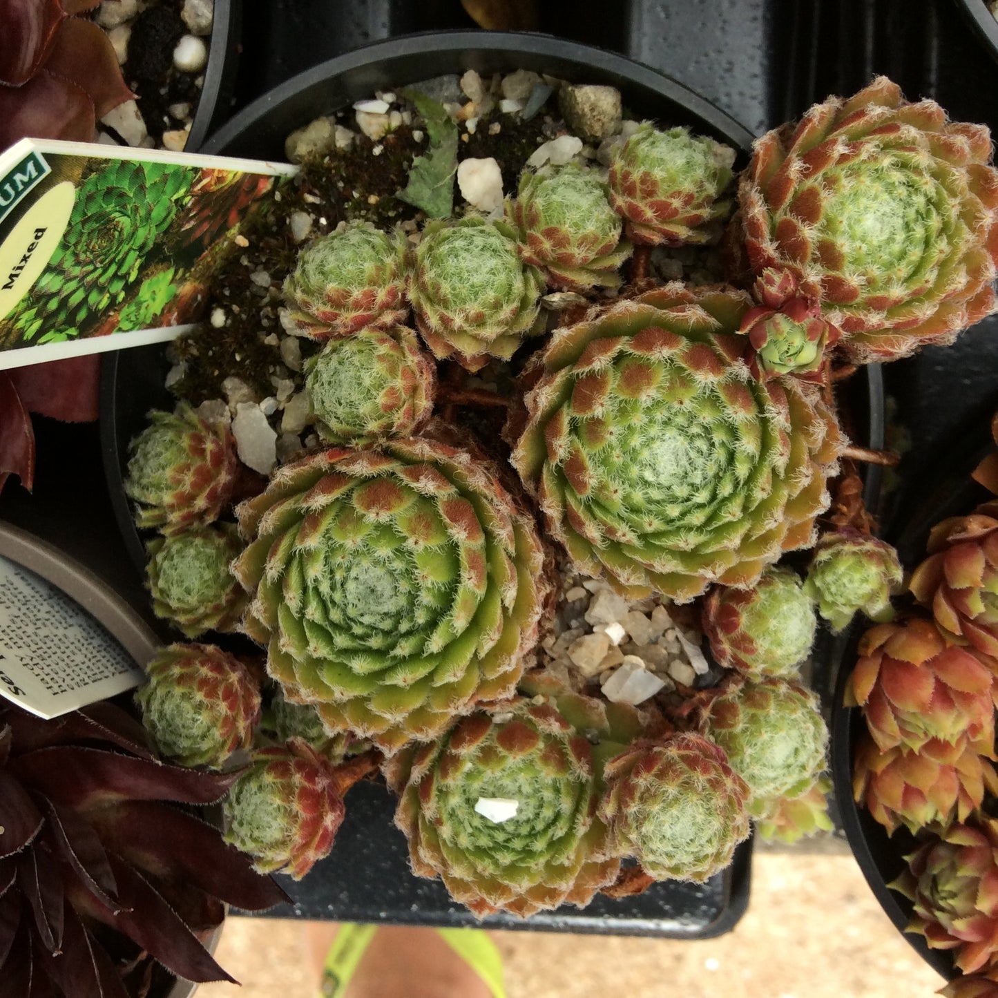 Sempervivum Succulent - Houseleeks