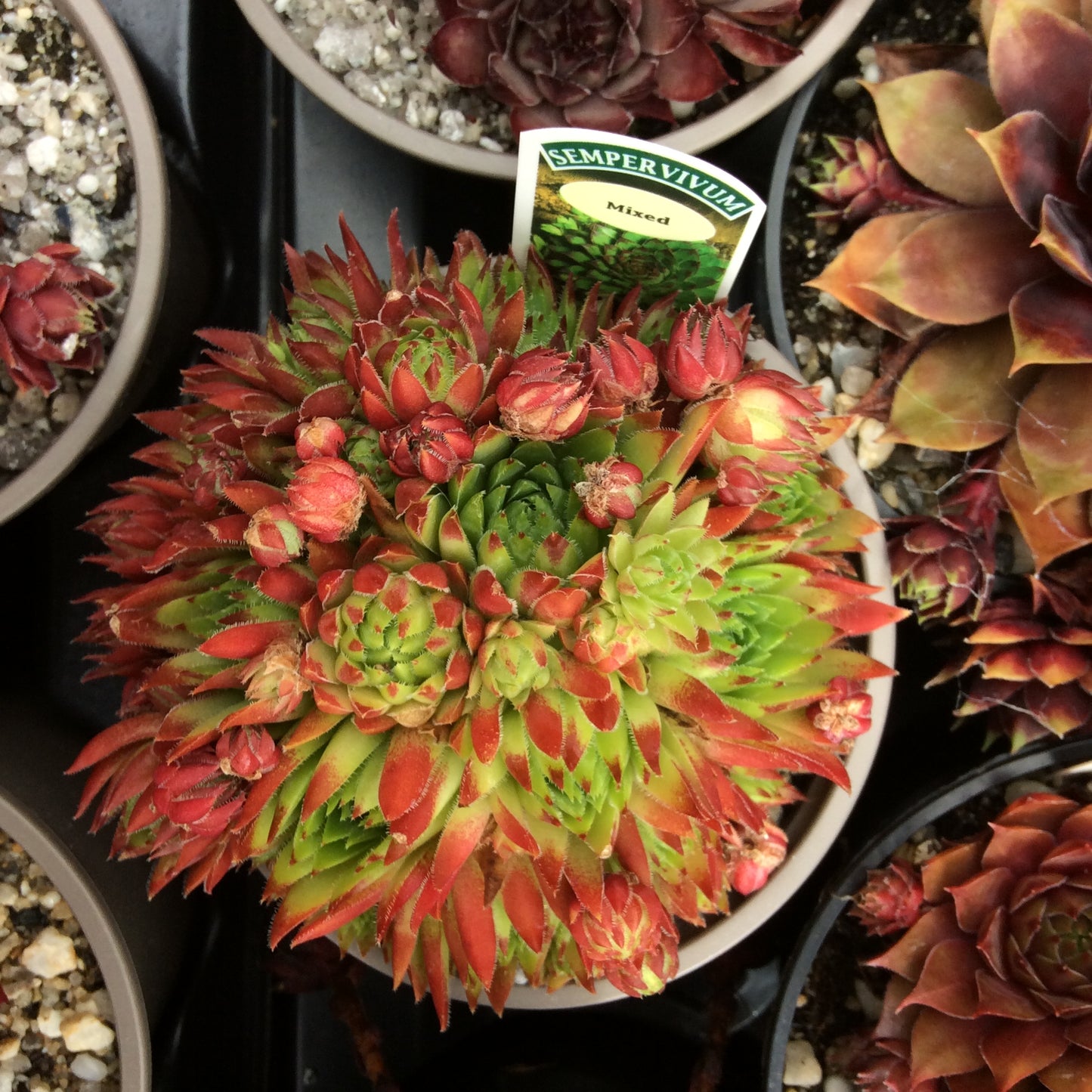 Sempervivum Succulent - Houseleeks