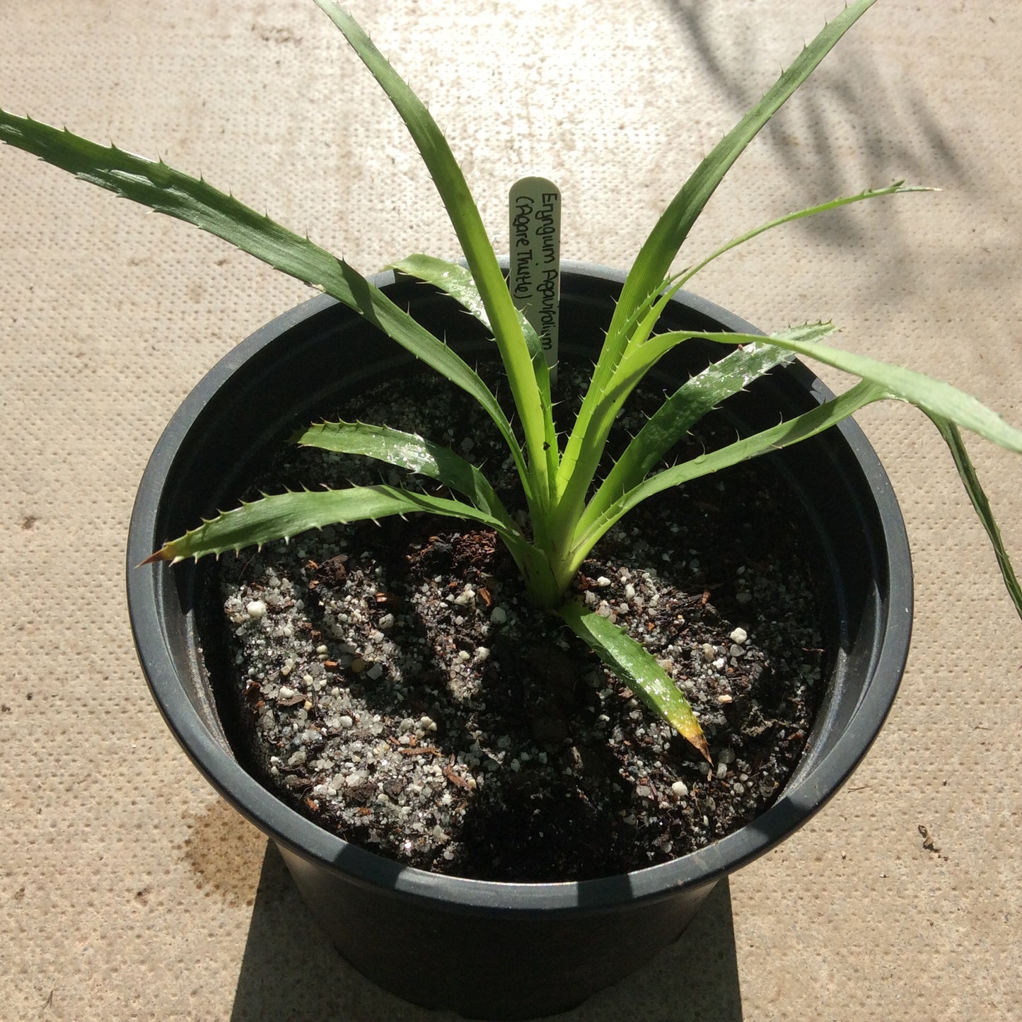Eryngium Agavifolium (Agave Thistle or Sea Holly) 3L pot