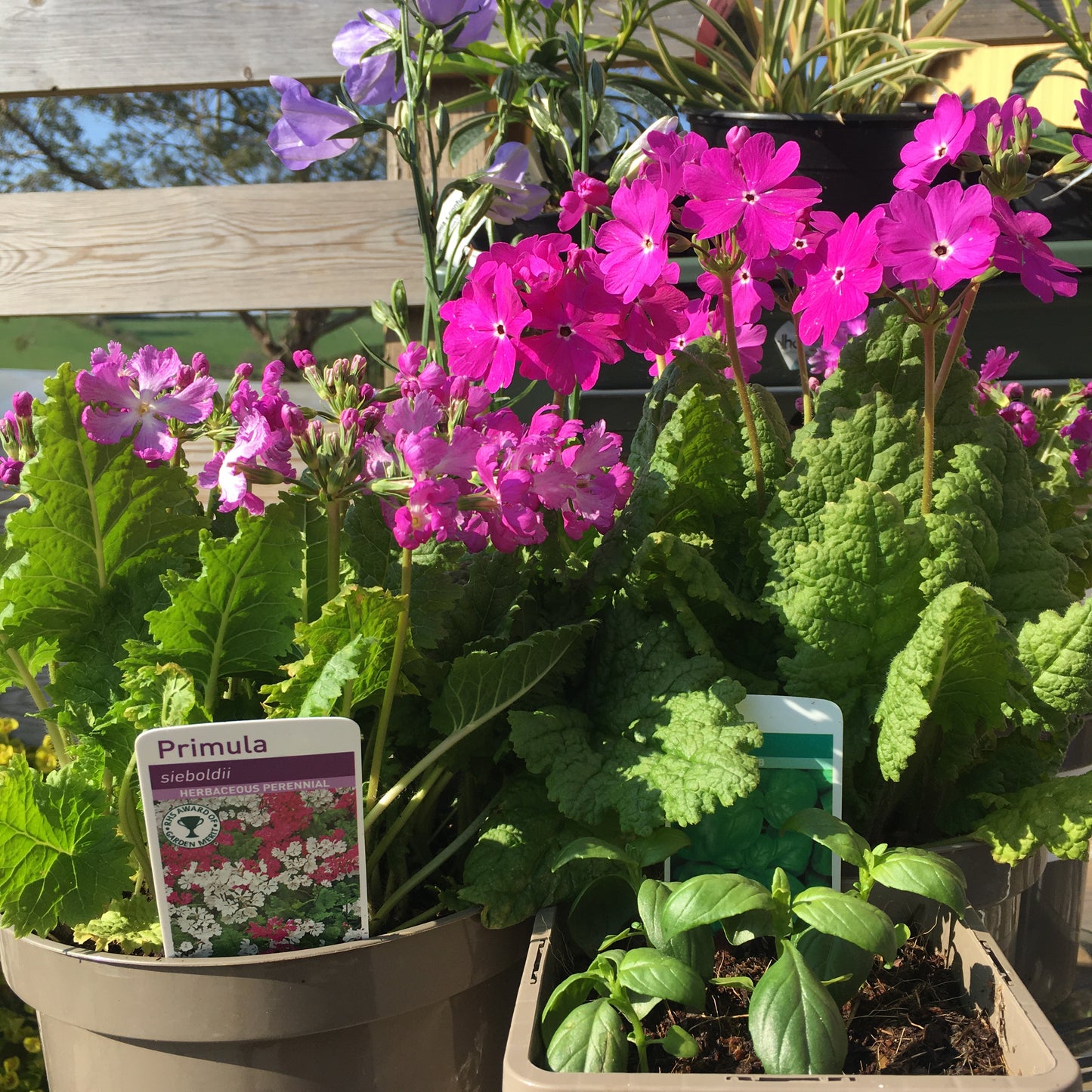 Primula sieboldii - 2L pot