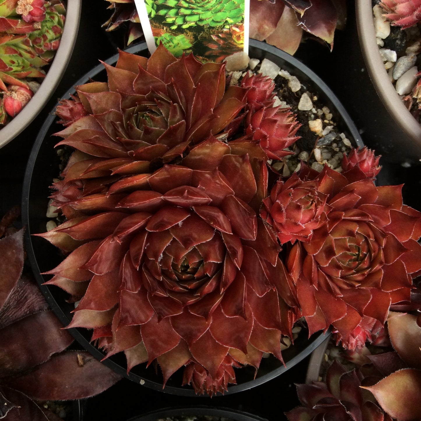Sempervivum Succulent - Houseleeks