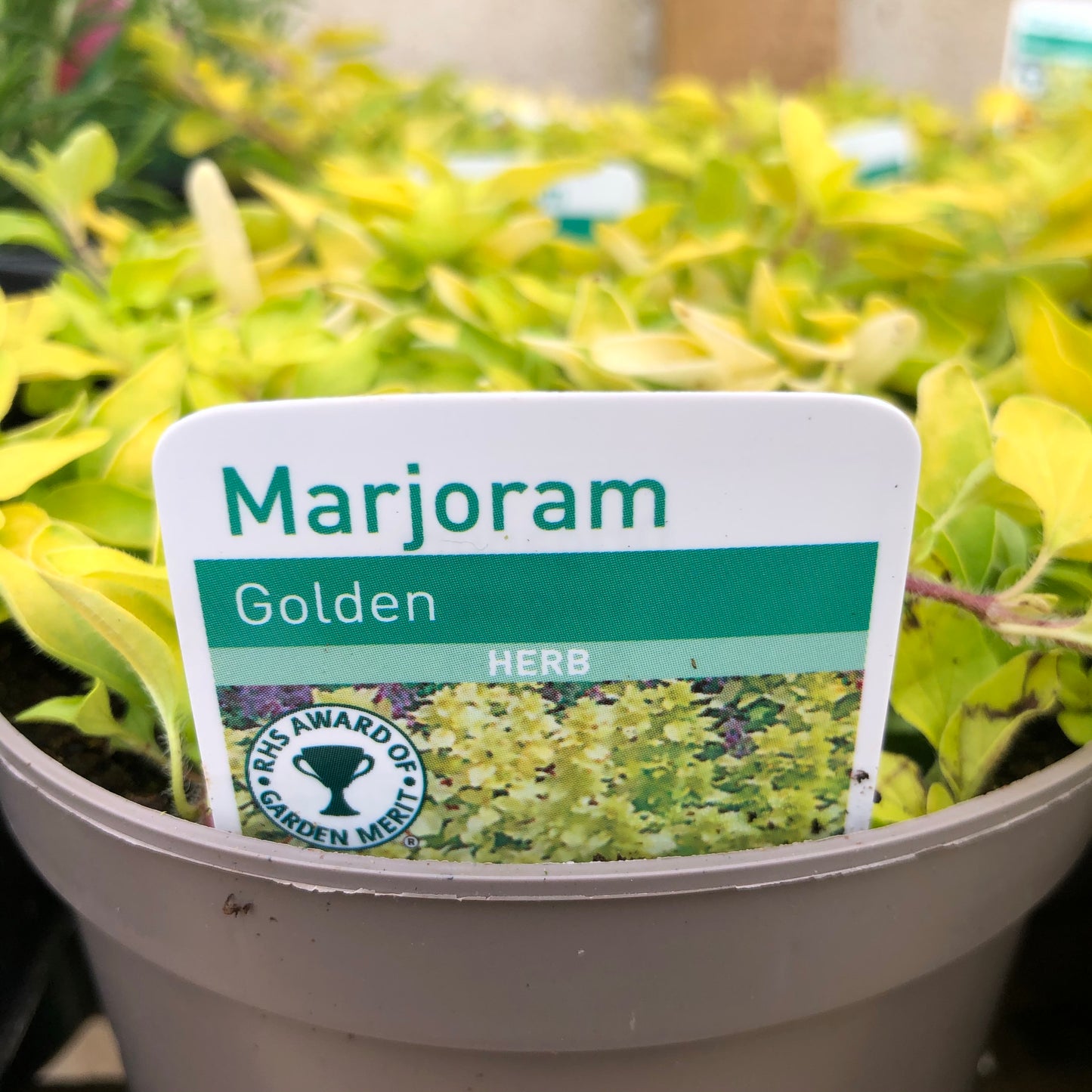 Sweet/Pot Marjoram 1 Litre pot