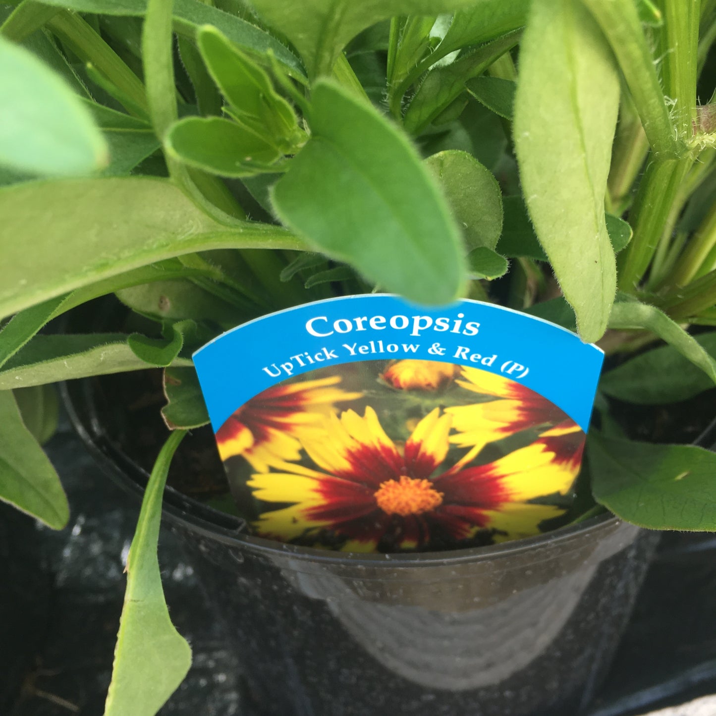 Coreopsis Uptick Yellow and Red 2L