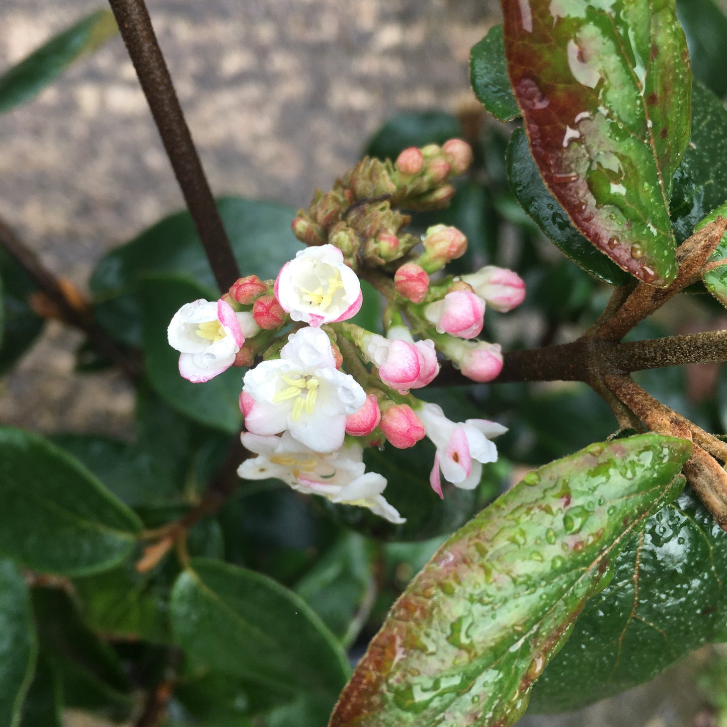 Viburnum Burkwoodii Flowering Evergreen Shrub Plant 7.5L