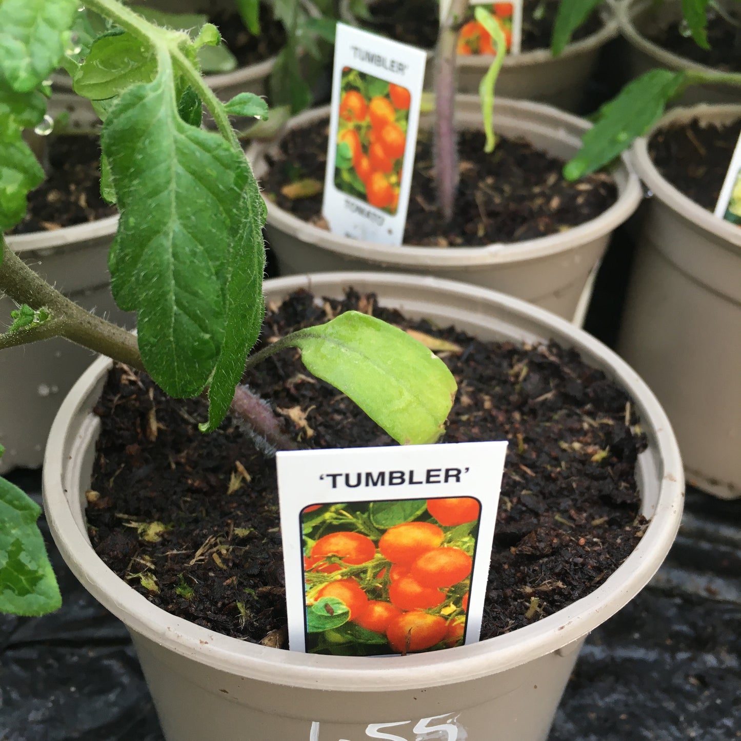 Tomato F1 Tumbling Tom Red/Yellow + Tumbler 9cm pot