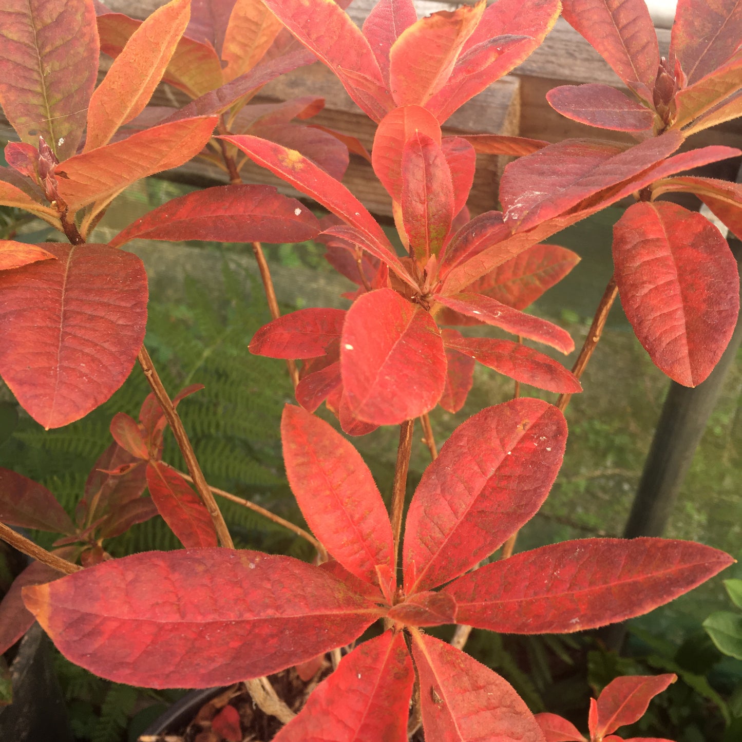 Azalea Glowing Embers