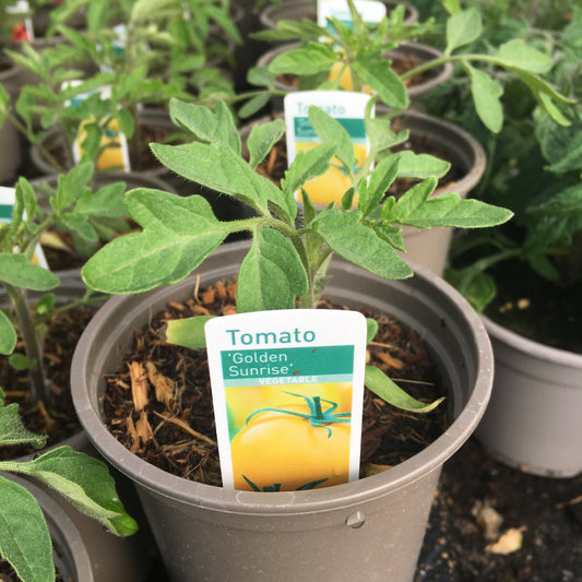 Tomato Golden Sunrise 9cm pot