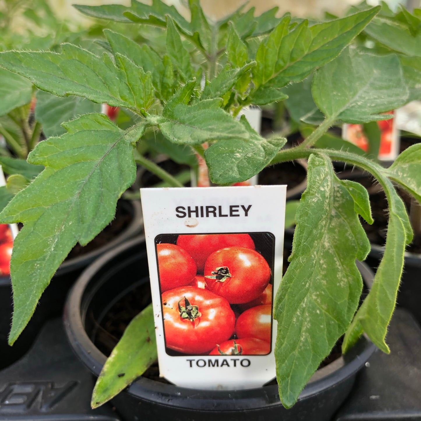 Tomato F1 Shirley 9cm pot