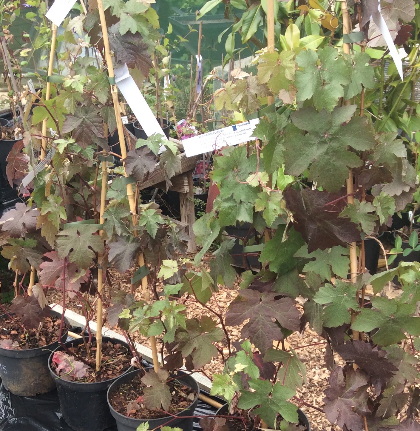Grape vine - Vitis vinifera Purpurea (purple grape vine)
