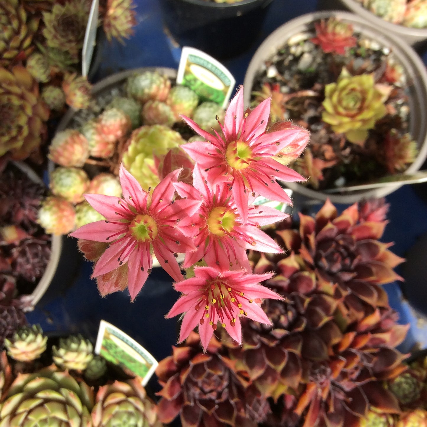 Sempervivum Succulent - Houseleeks