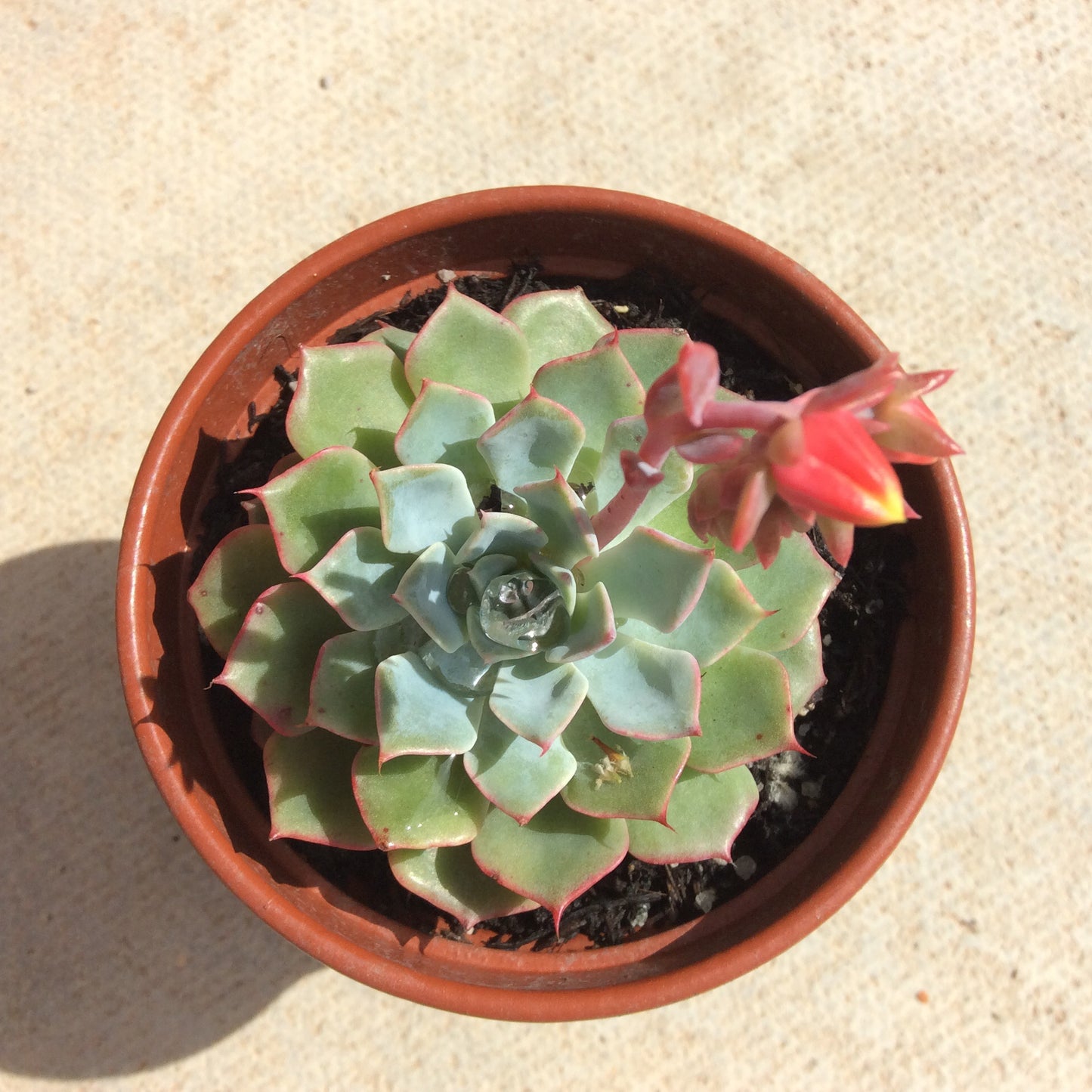 Echeveria Blue Glauca