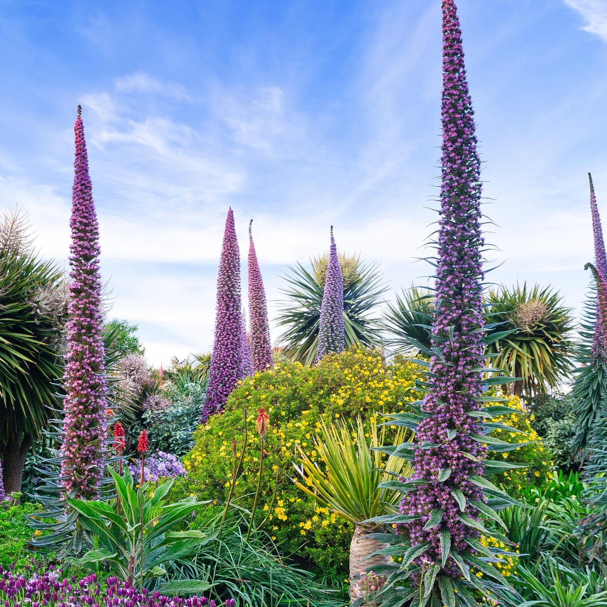 Echium