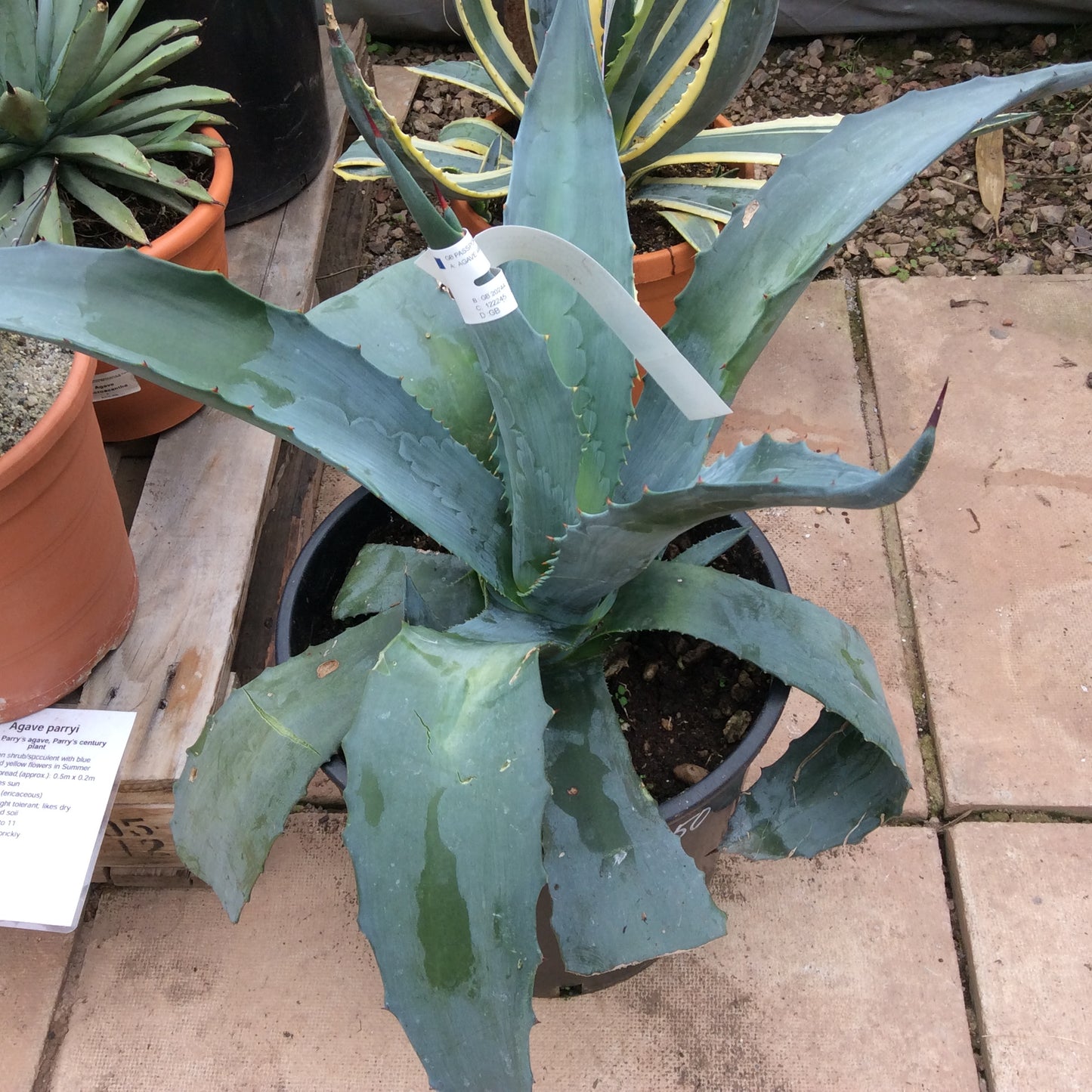 Agave americana