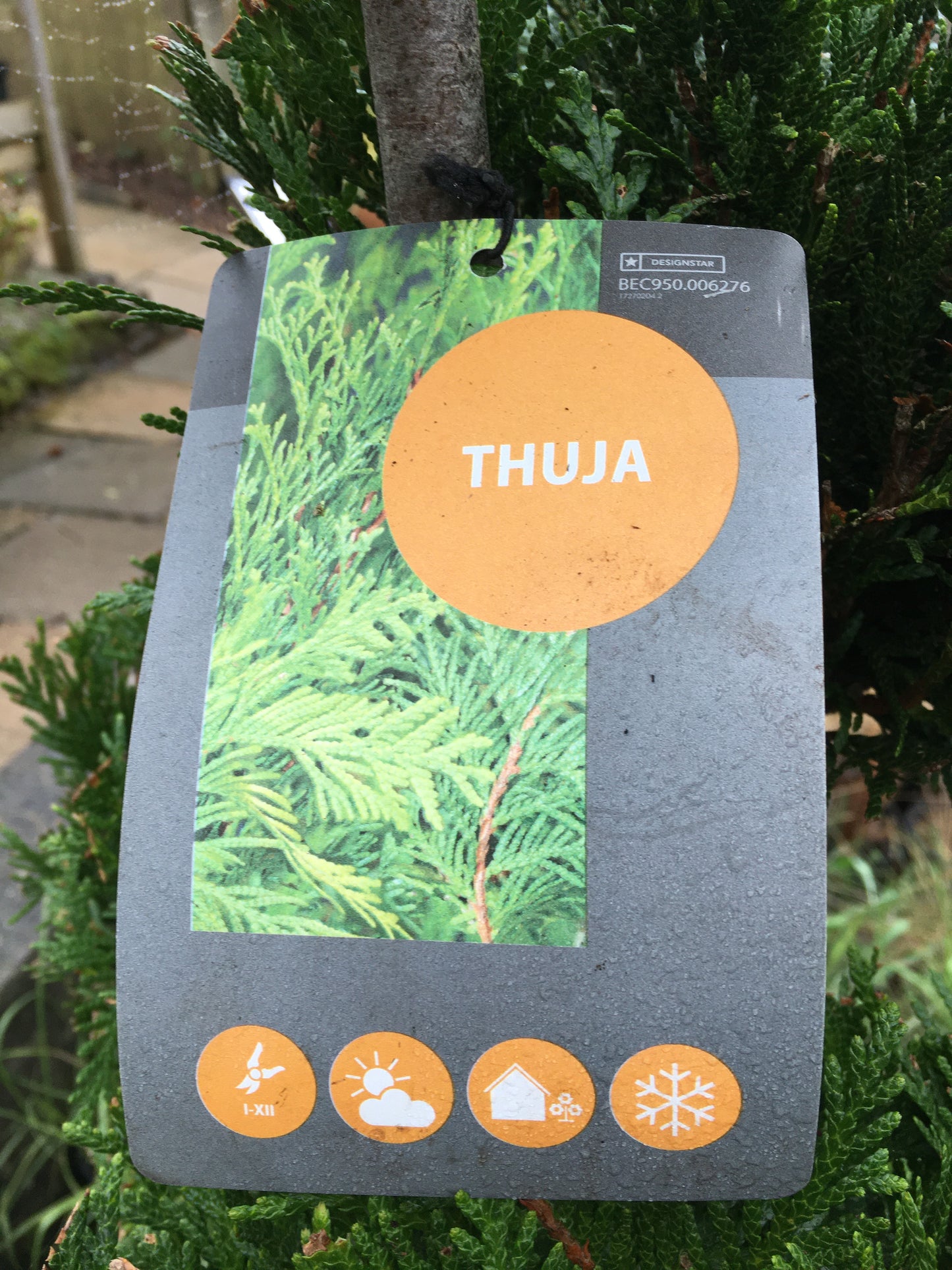 Thuja - large 30L specimum tree