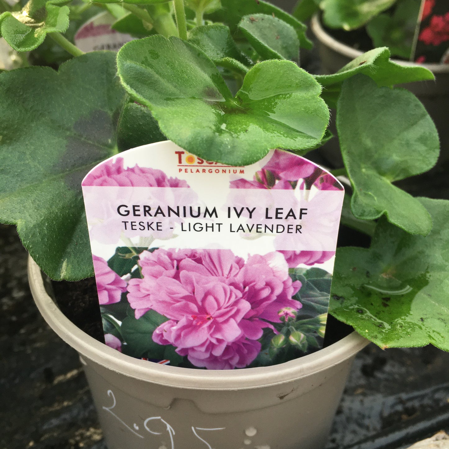 Geranium - Ivy leaf