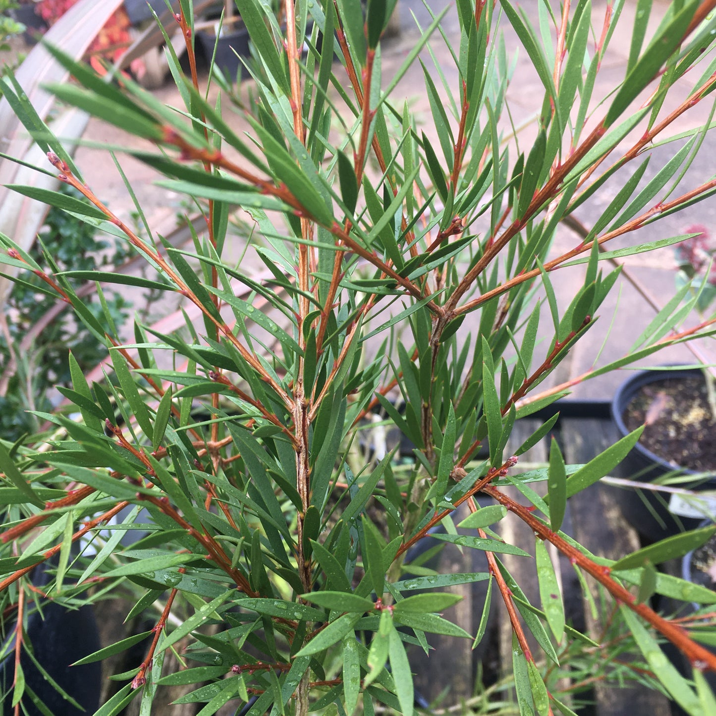 Callistemon rigidus - bottle brush