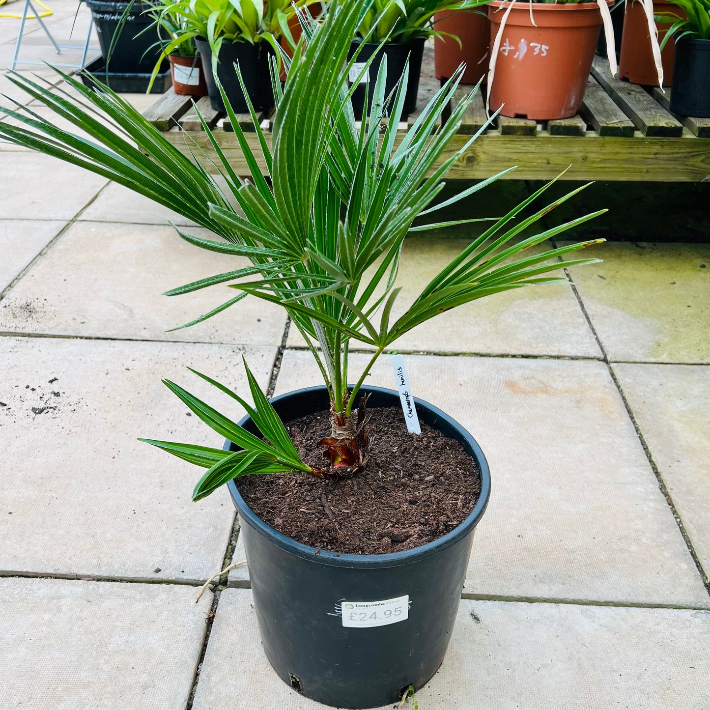 Chamaerops humilis