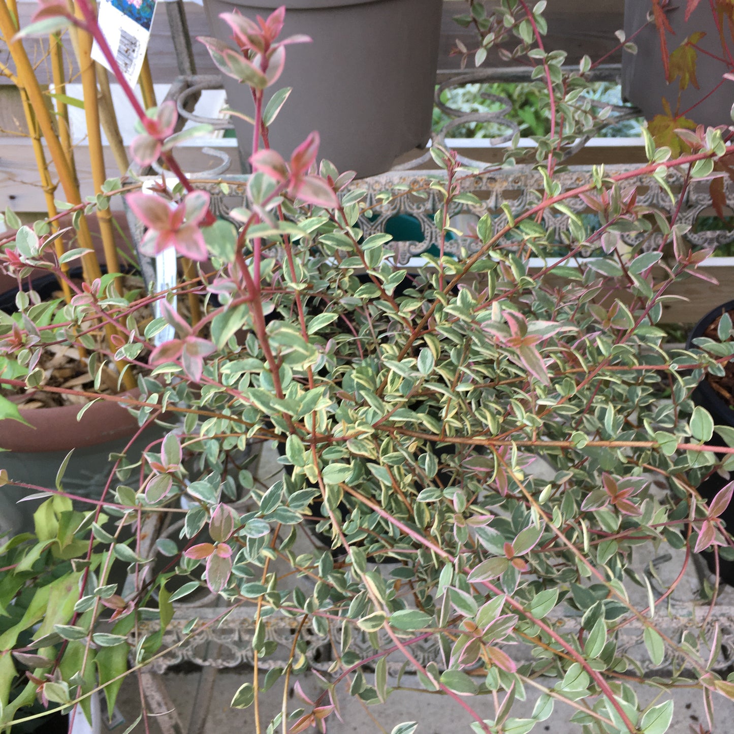 Ugni molinae Flambeau 2/3L