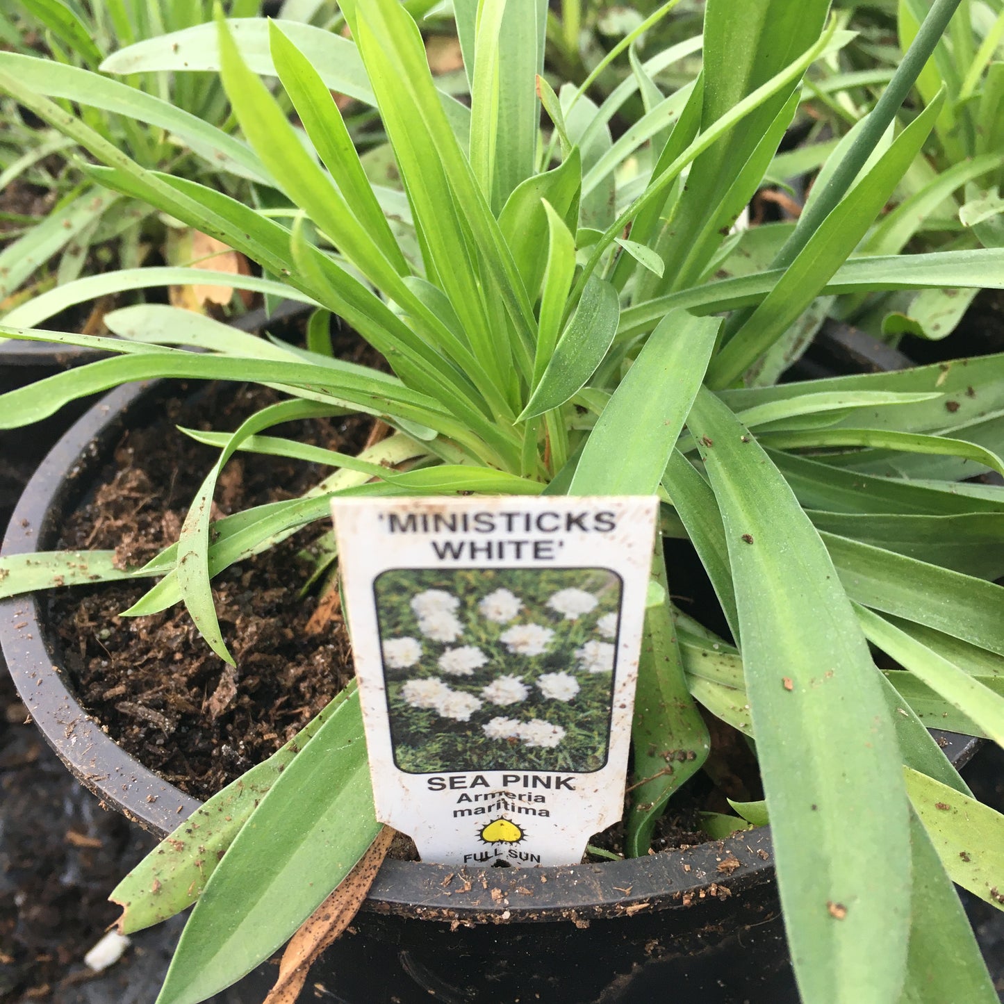 Ministicks White Seapinks - 1L pot