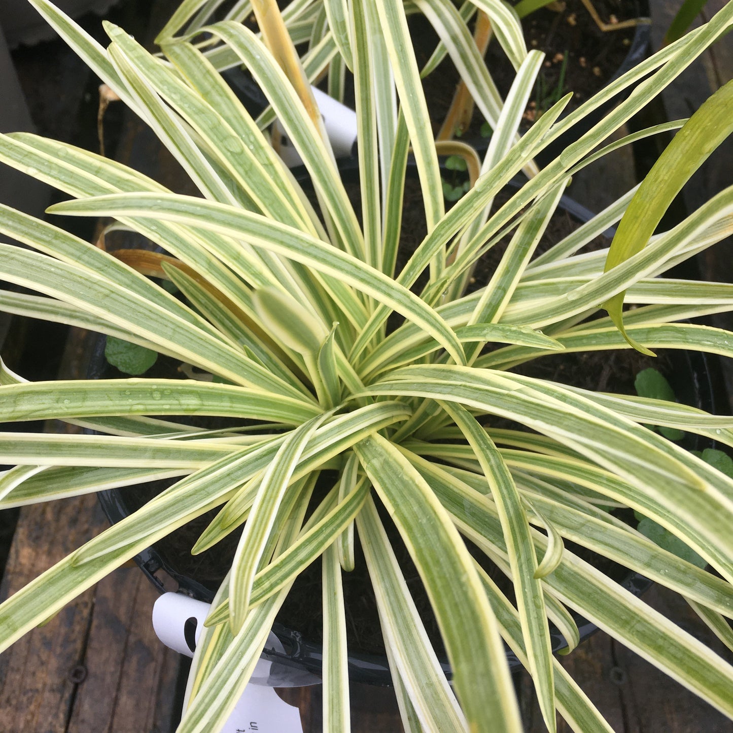 Agapanthus Golden Drop 3L