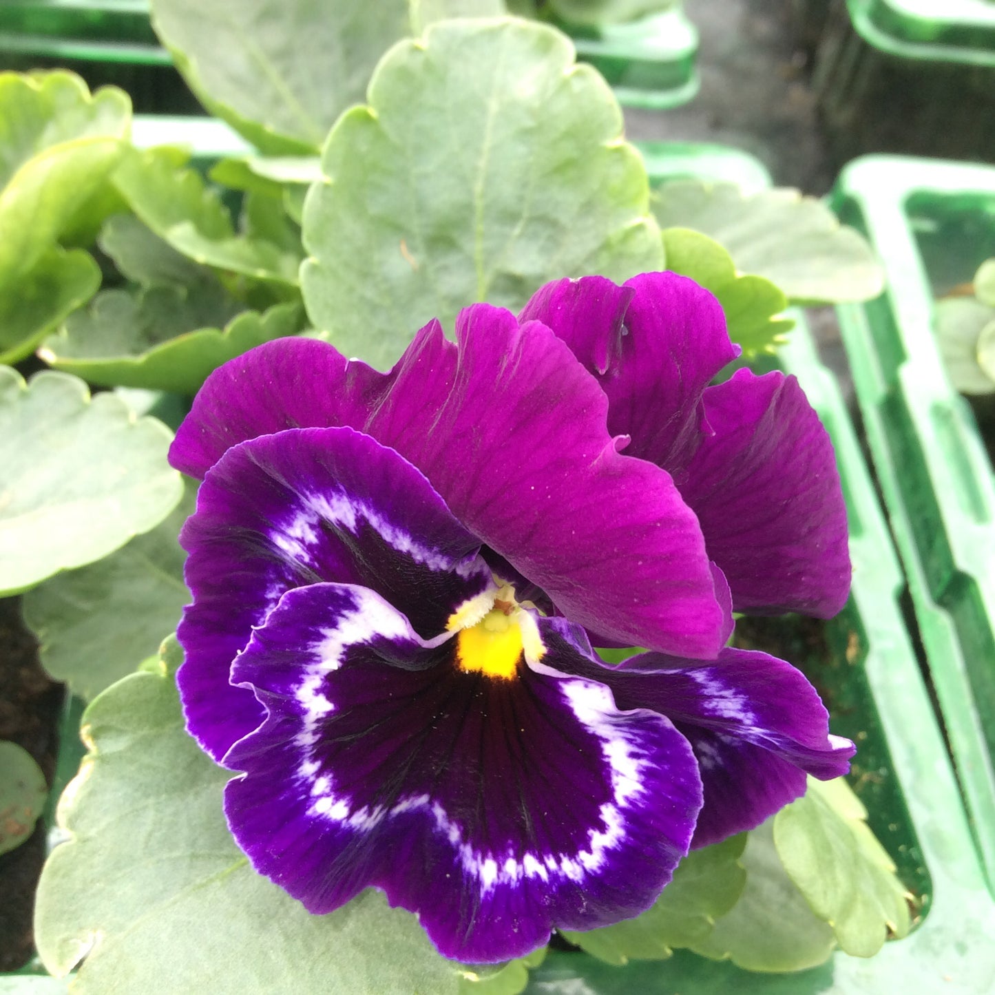 Pansy mixed 6 pack