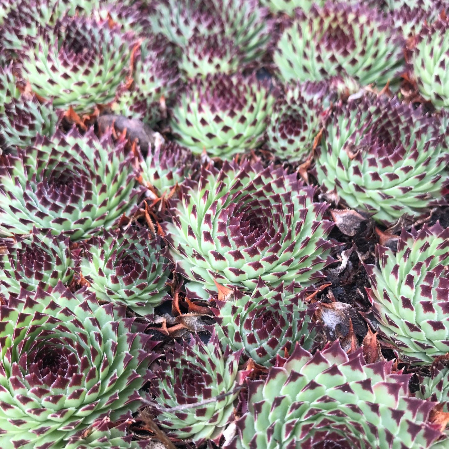 Sempervivum Succulent - Houseleeks