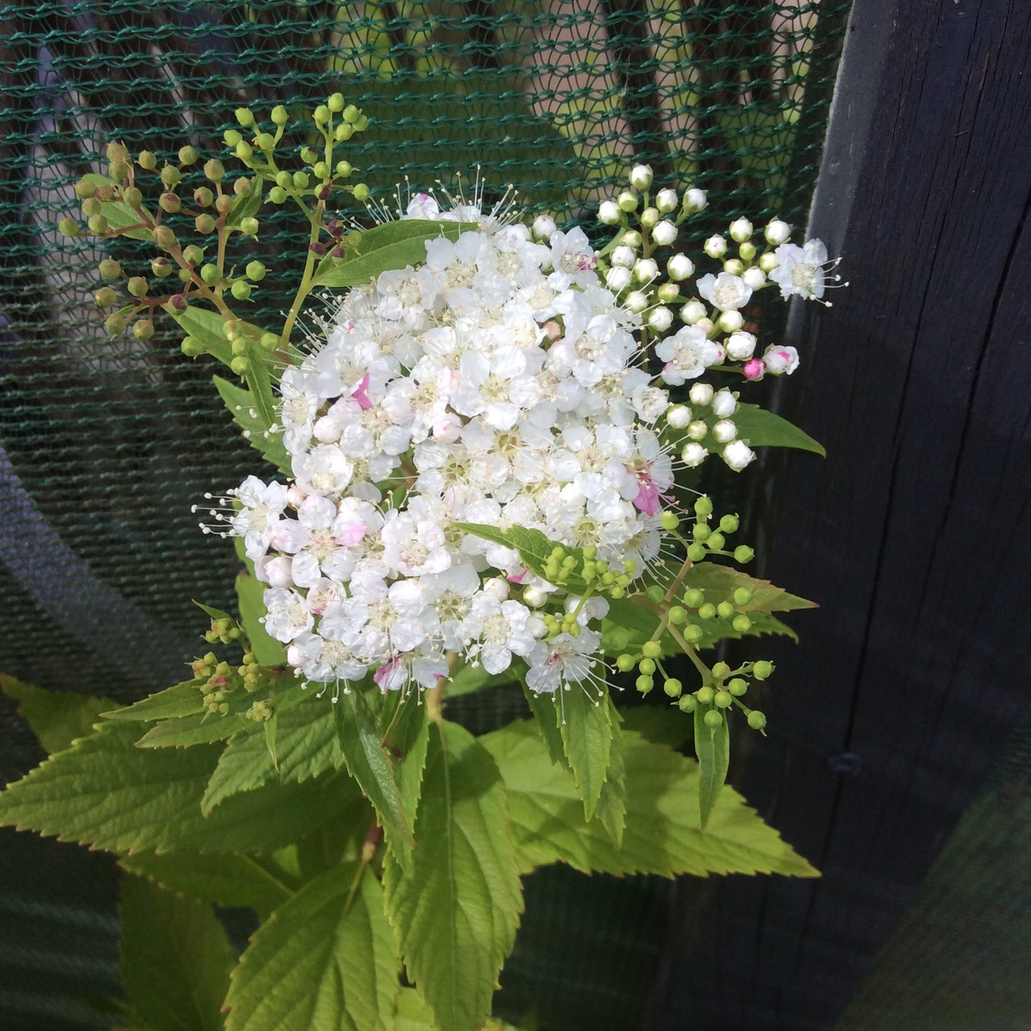 Spiraea japonica Shirobana 2/3L