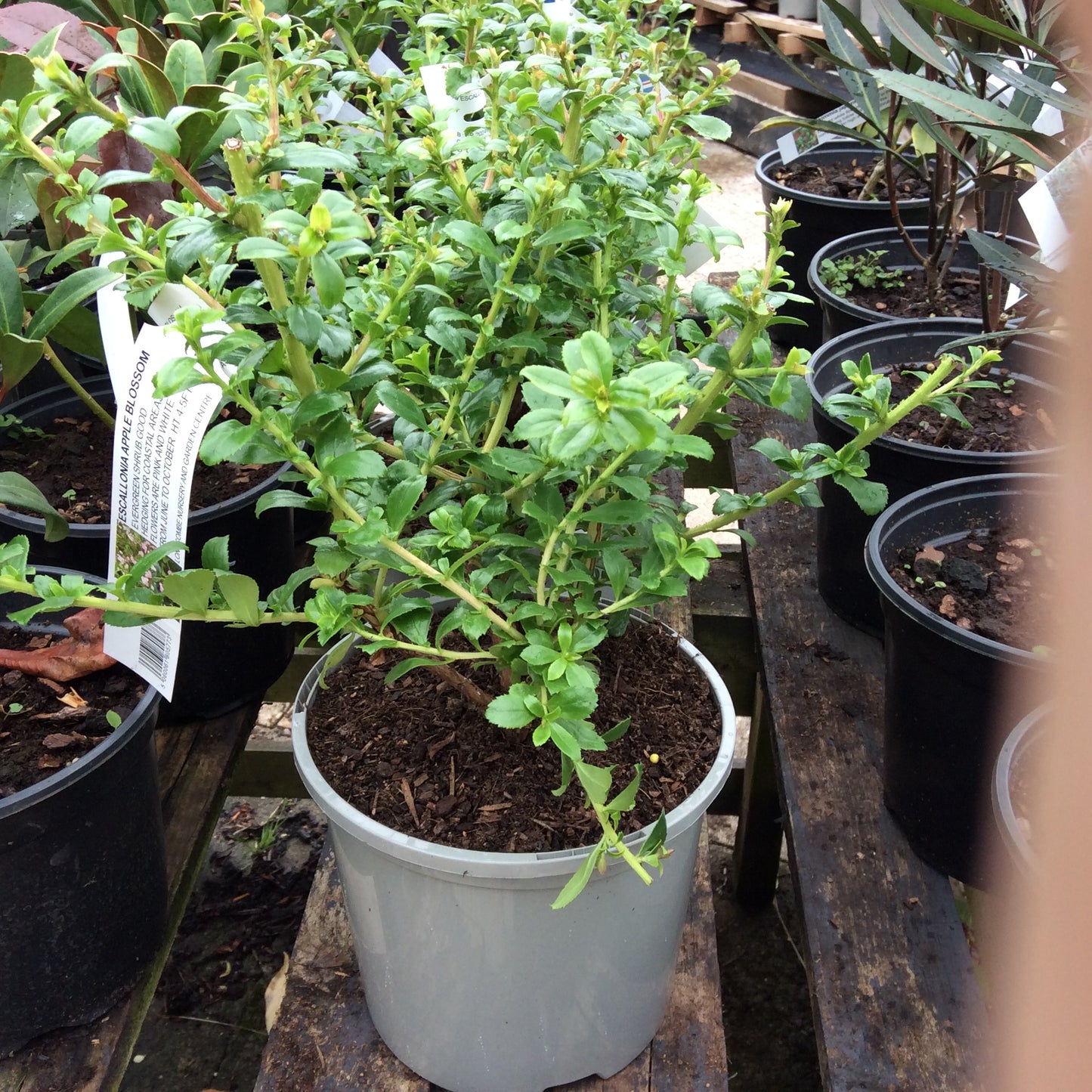 Escallonia Apple Blossom