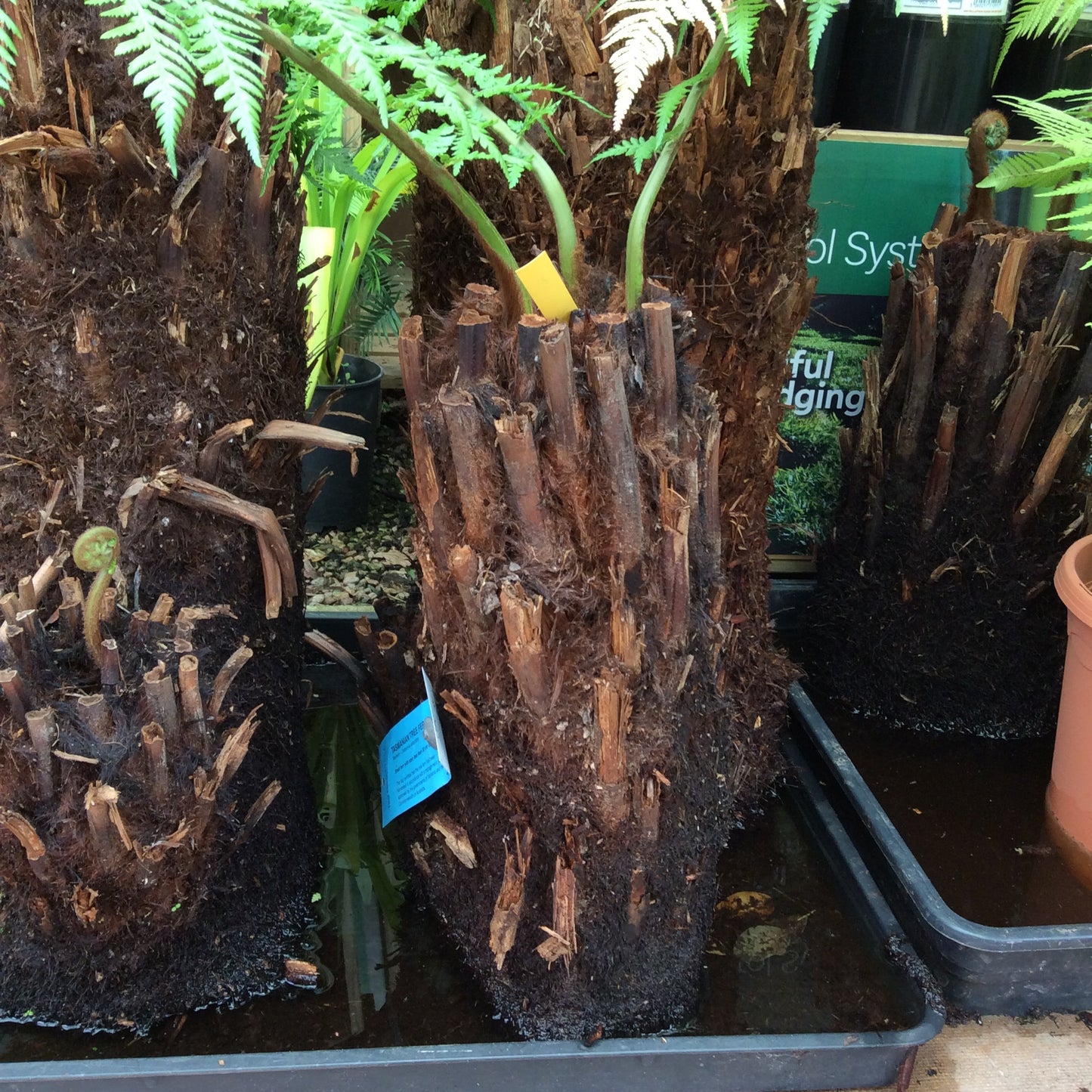 Tree Fern - Dickensonia antarctica