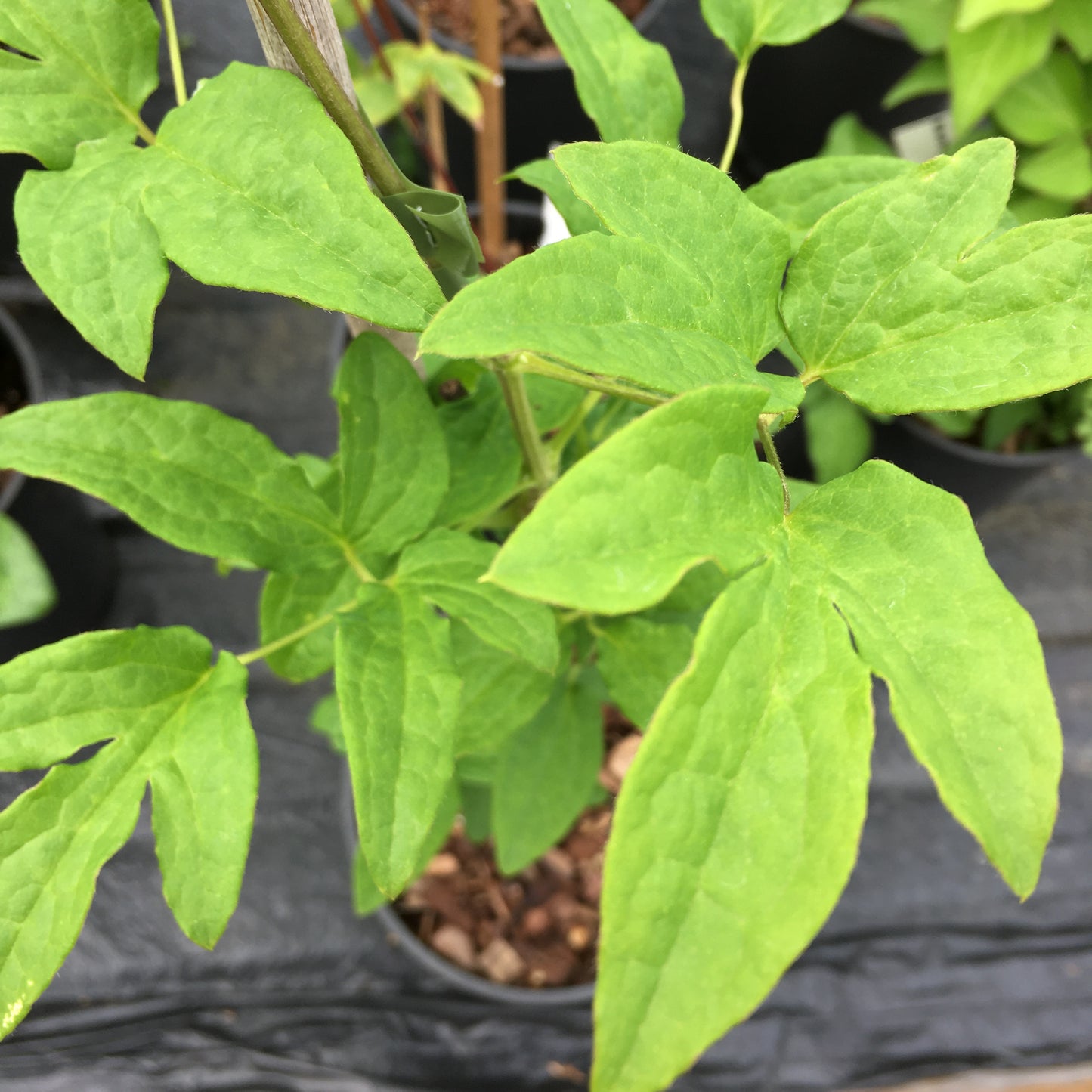 Clematis Blue Angel / Blekitny Aniol