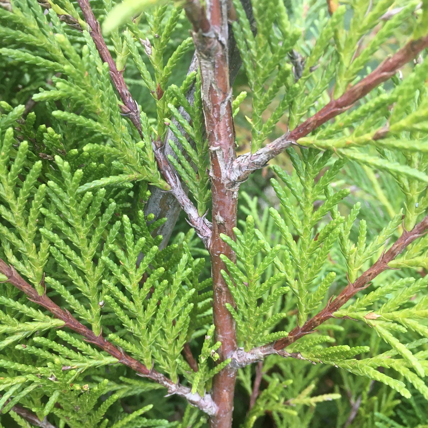 Cupressocypasis Leylandii - Leylandi