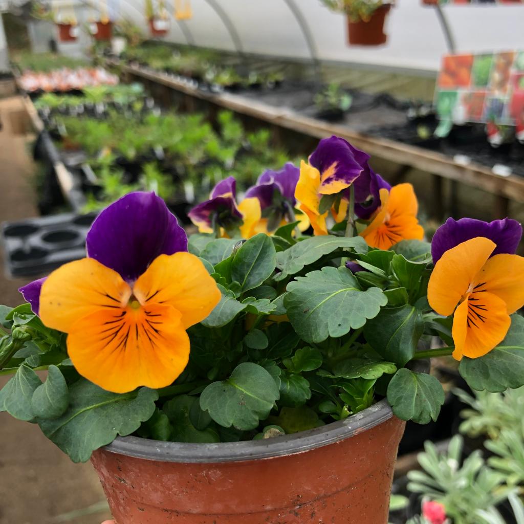 Viola mixed 6 pack