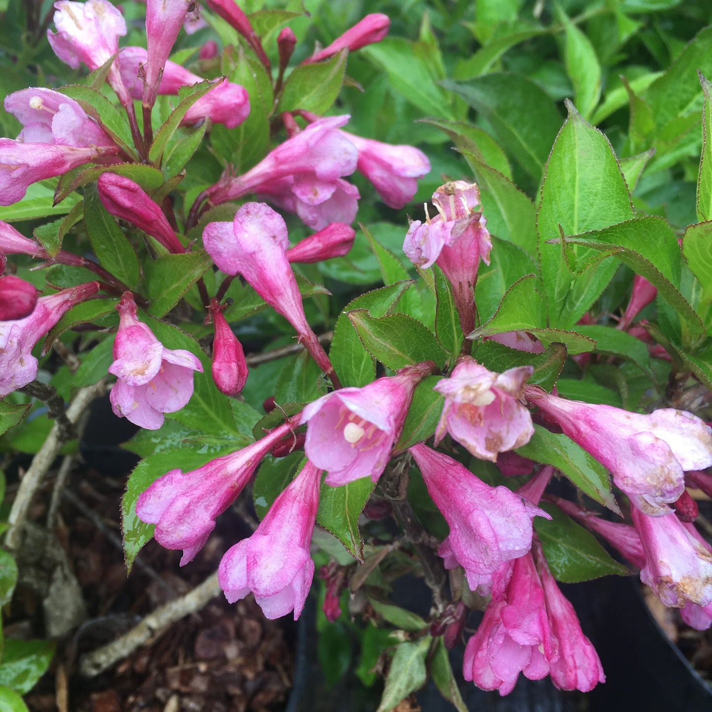 Weigela Pink Poppet
