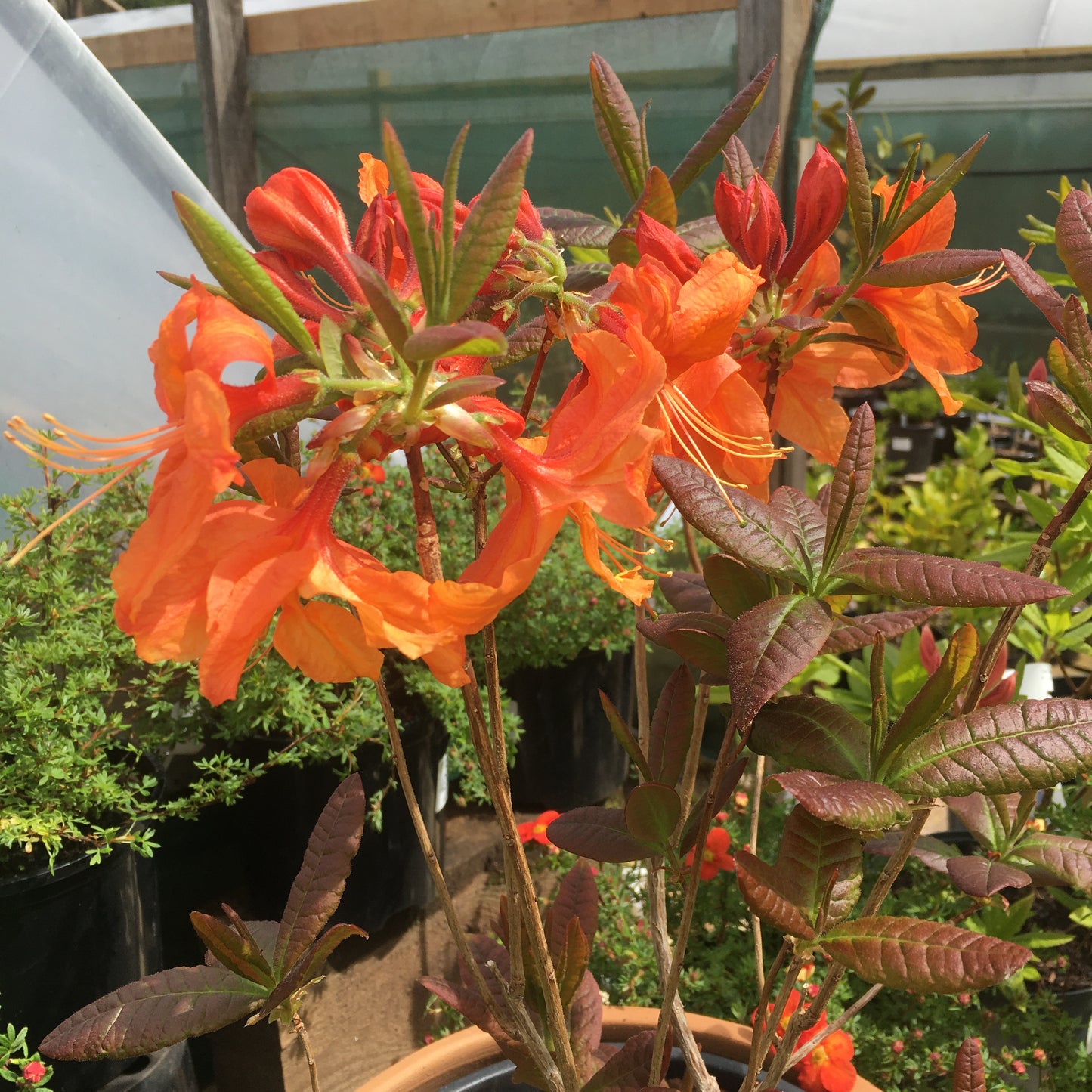 Azalea Glowing Embers