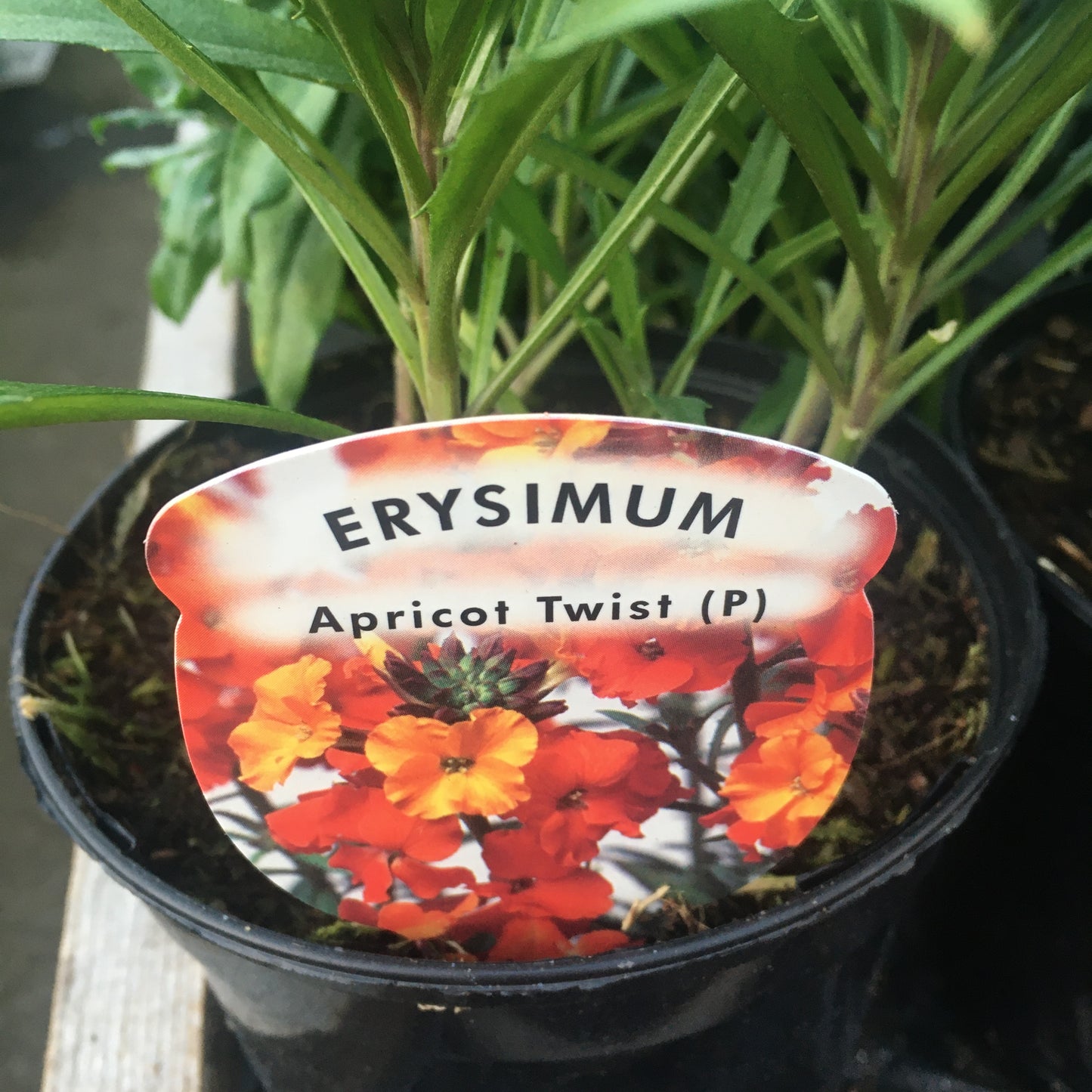 Wallflower 2L - erysimum - Perennial wallflower